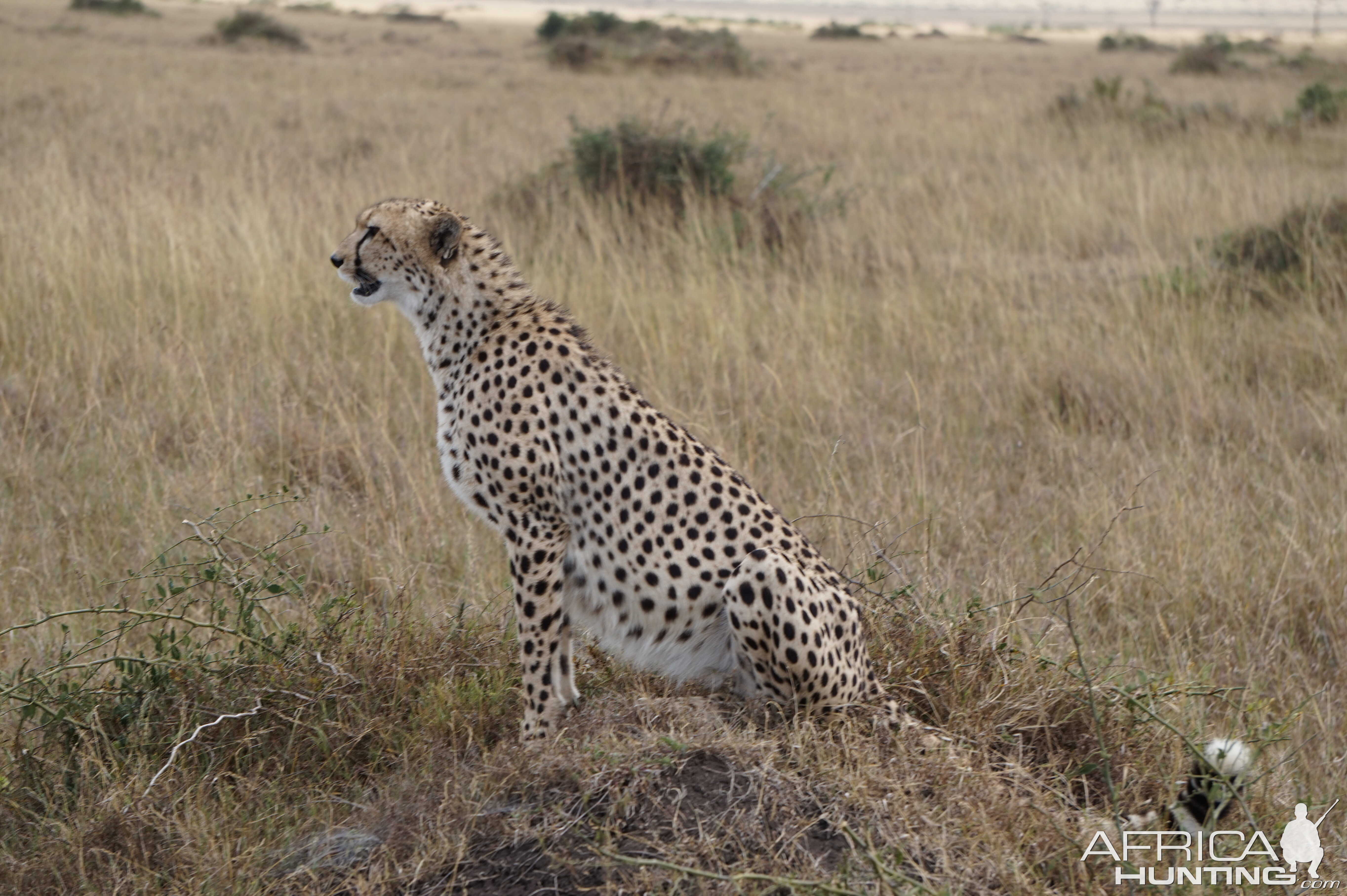 Maasai Mara Kenya Photo Safari Cheetah