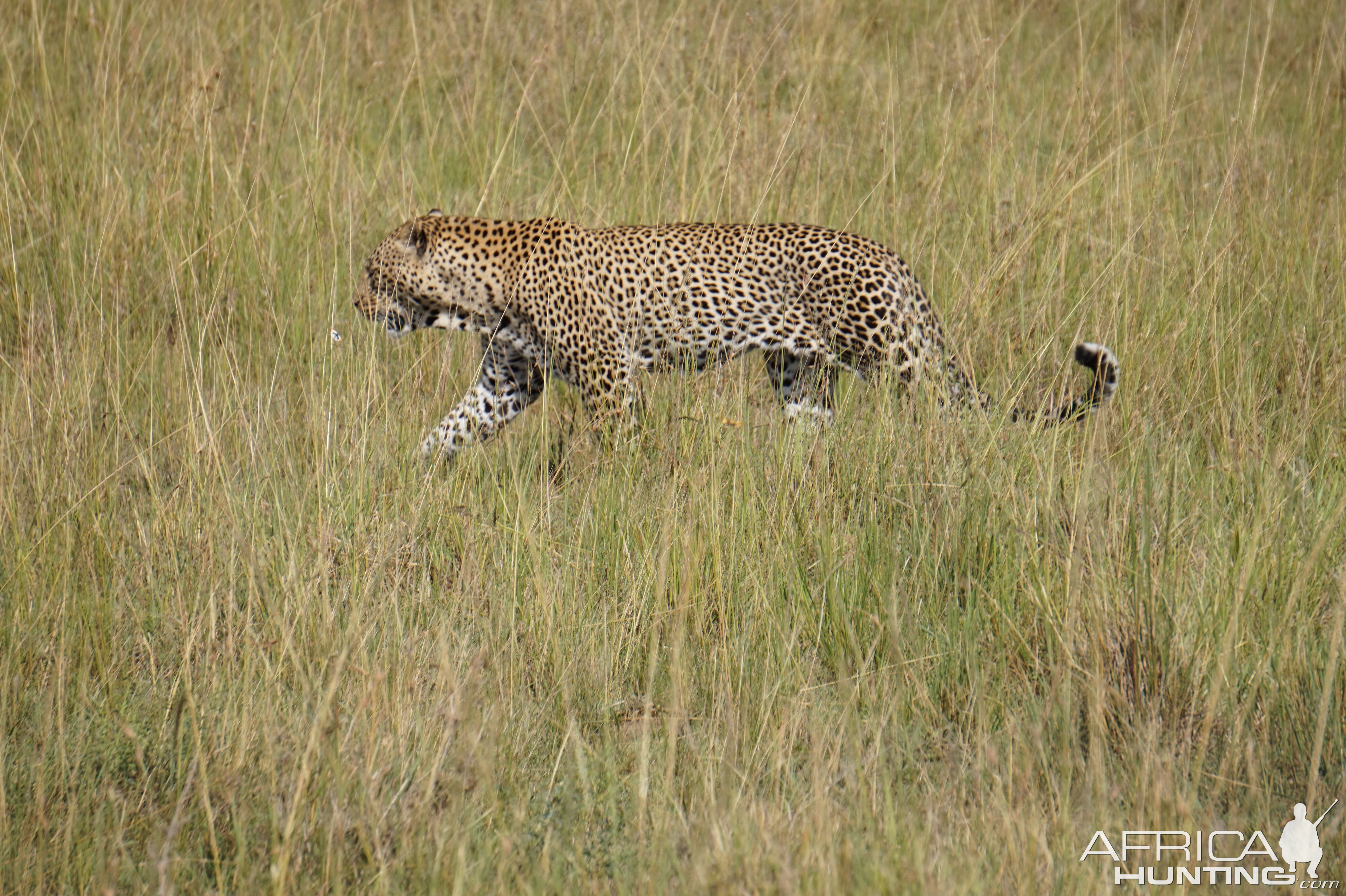 Maasai Mara Kenya Photo Safari Leopard