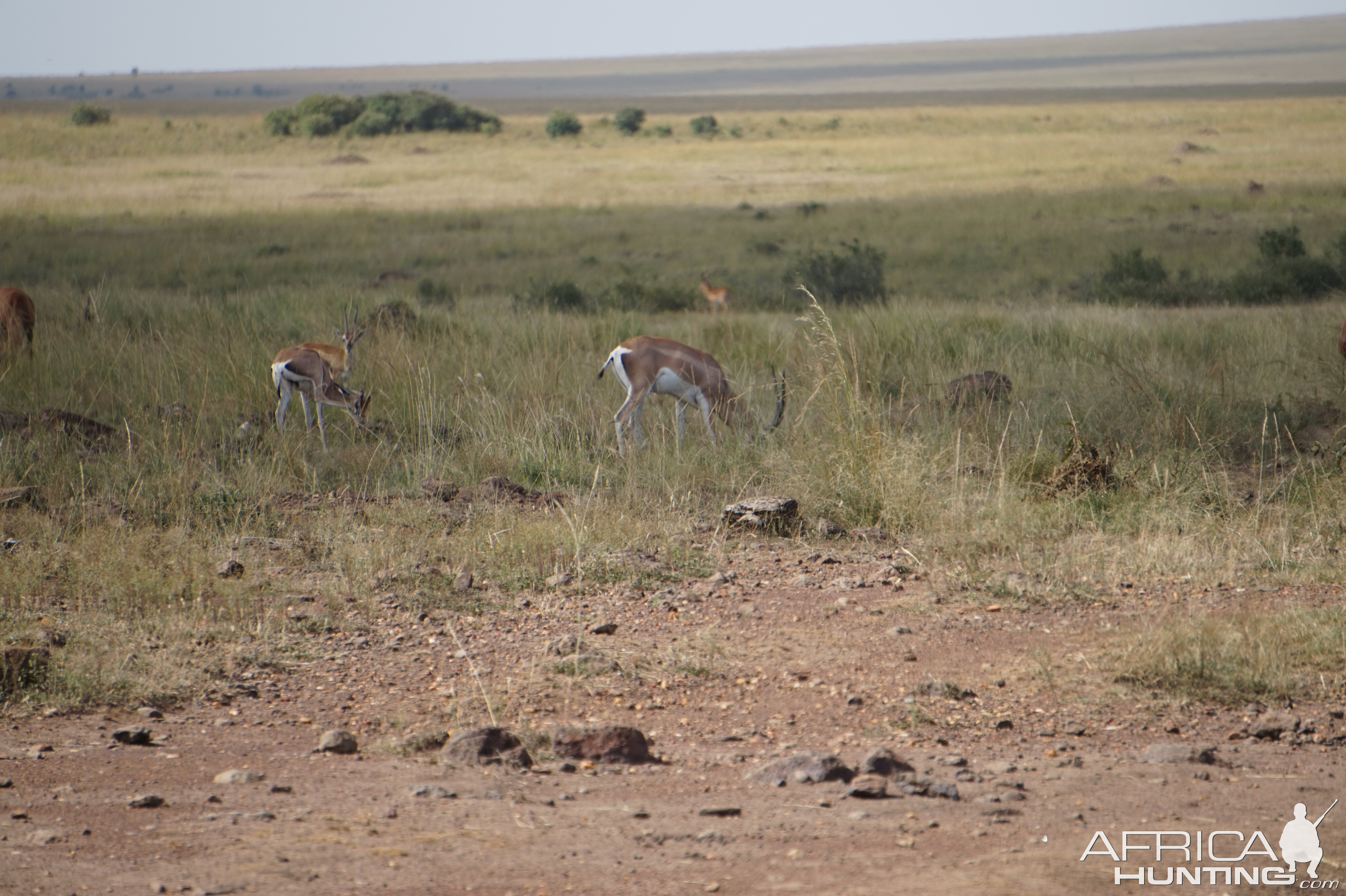 Maasai Mara Kenya  Thomson's Gazelles Photo Safari