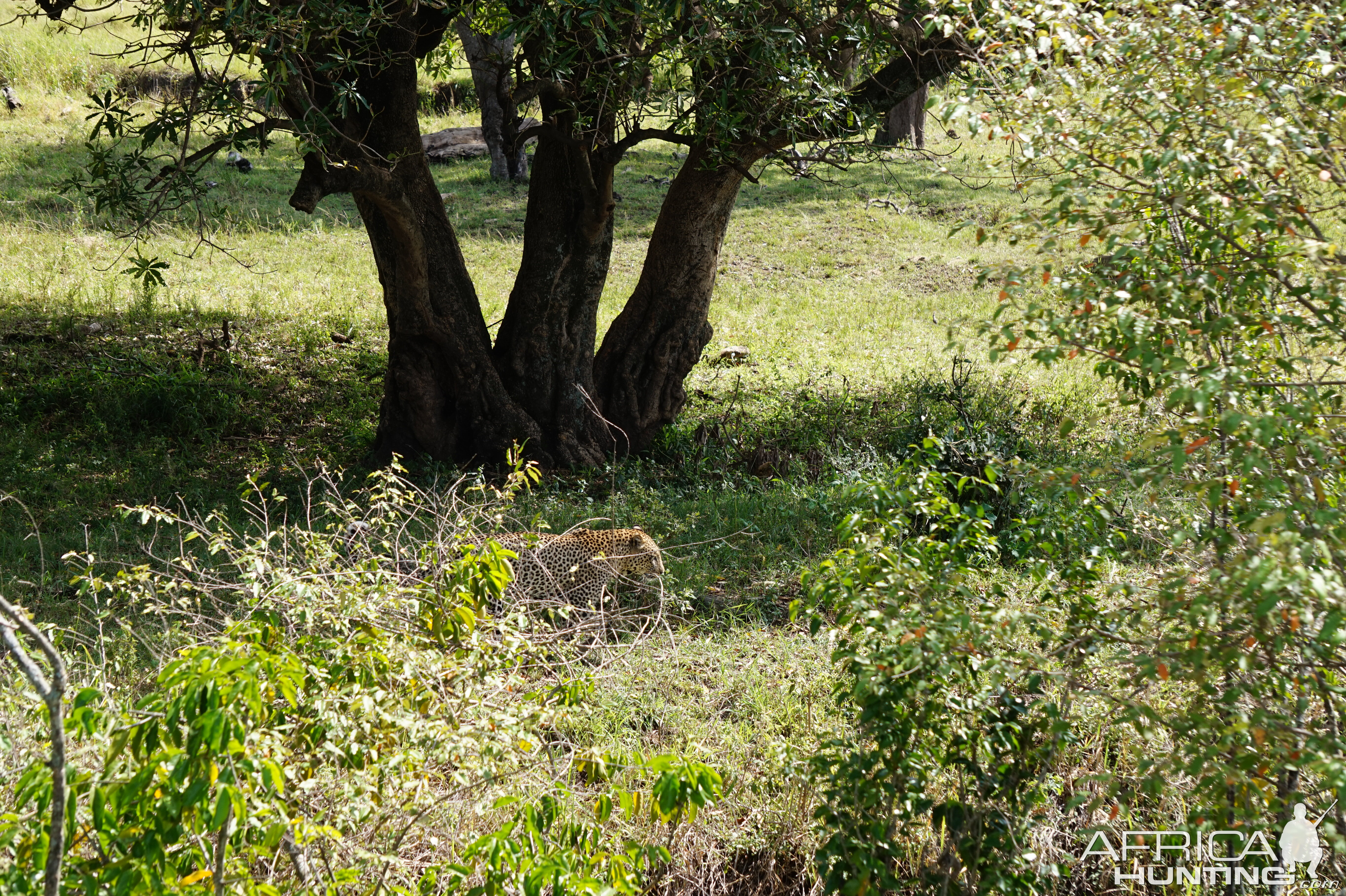 Maasai Mara Leopard Kenya Photo Safari