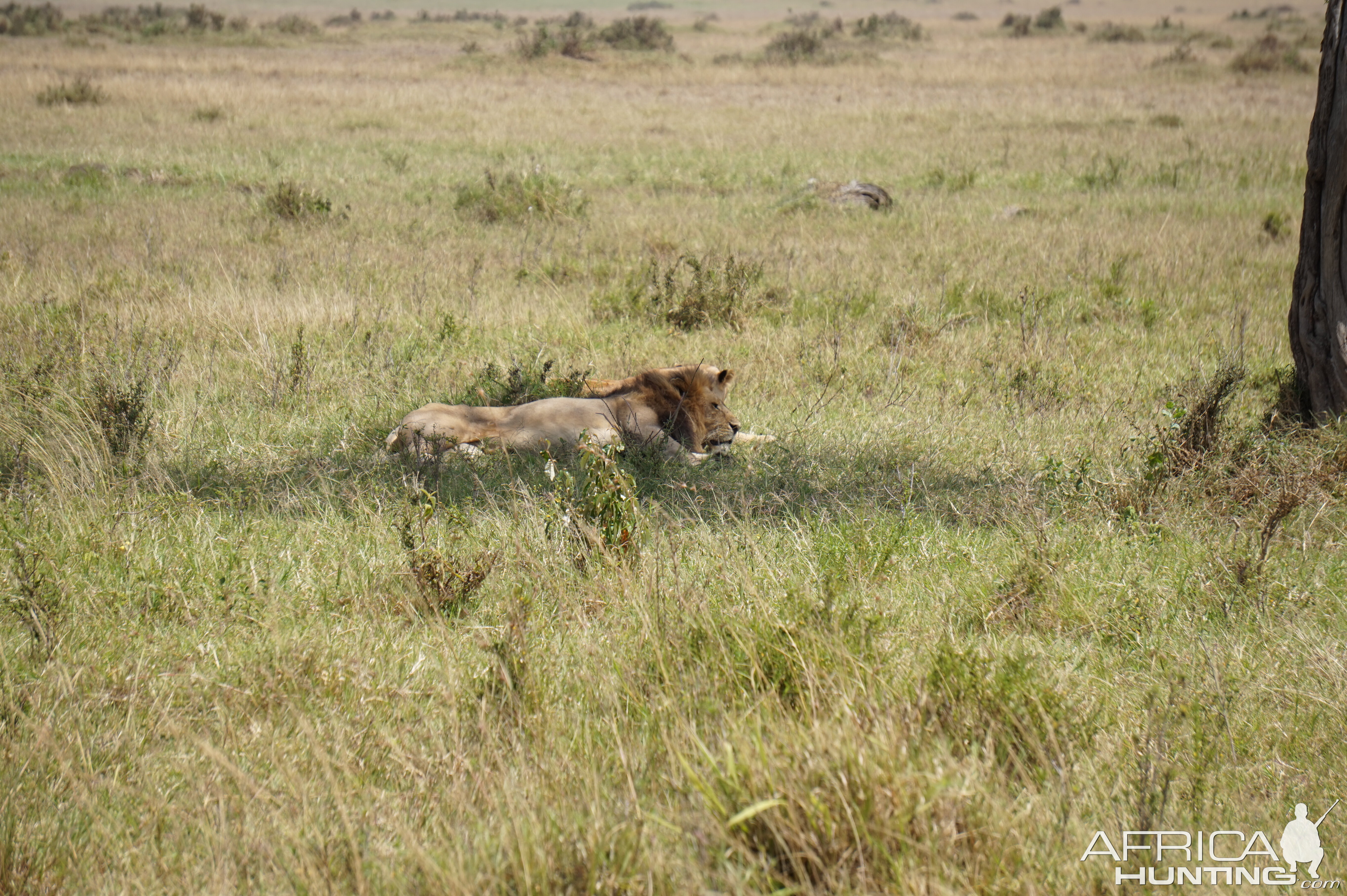 Maasai Mara Lion Kenya  Photo Safari