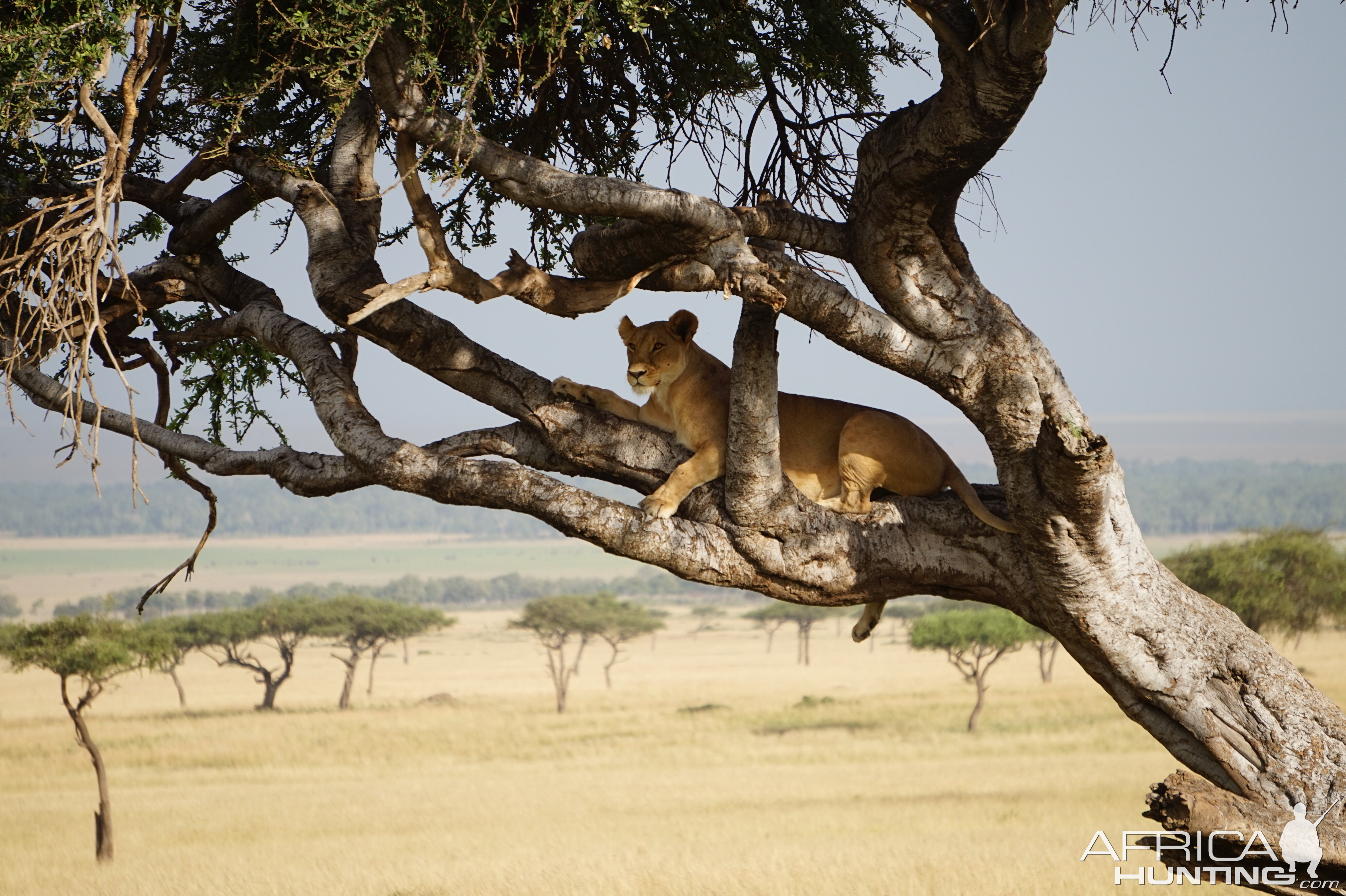 Maasai Mara Lion Kenya