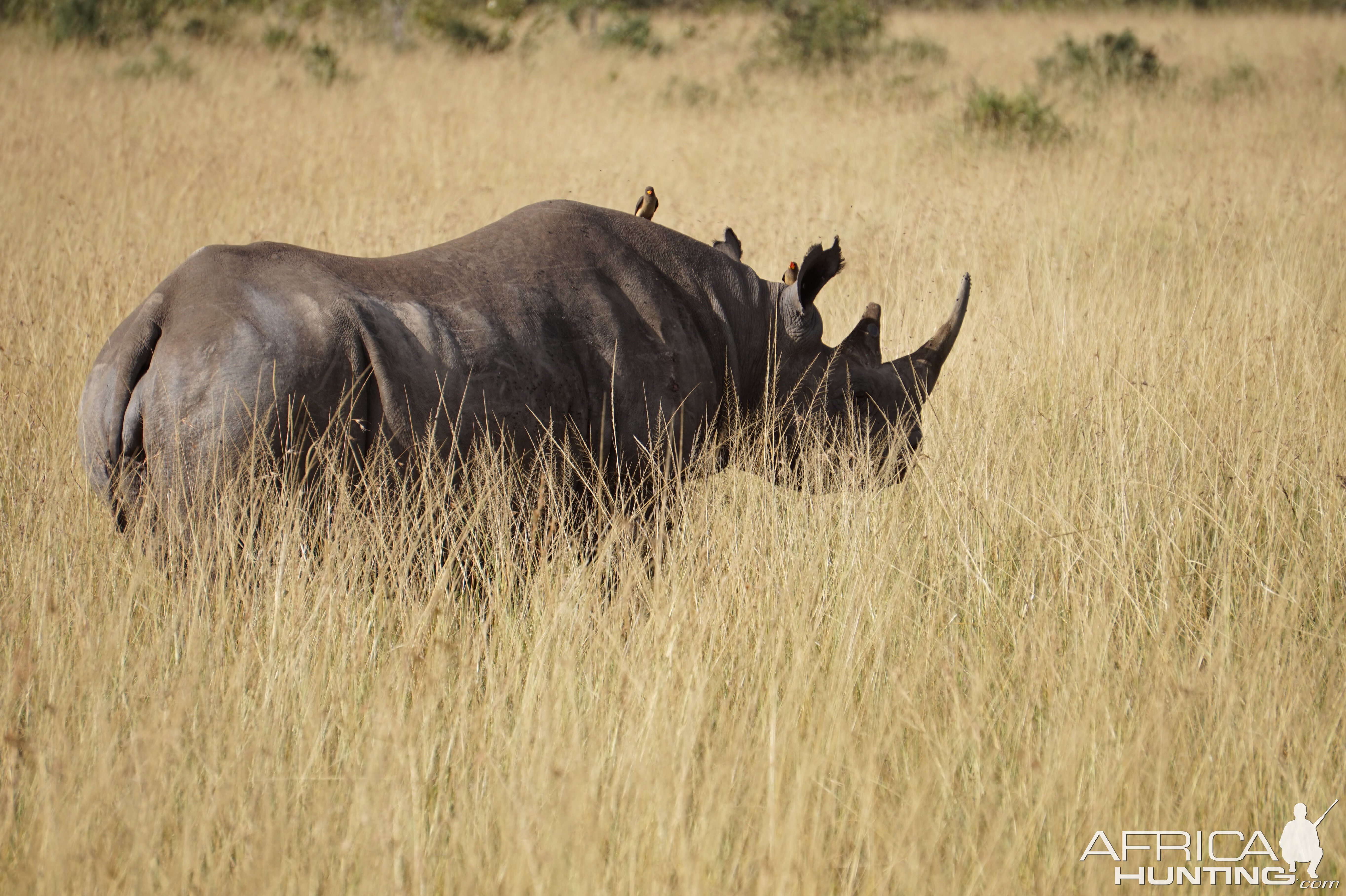 Maasai Mara Photo Safari Black Rhino Kenya