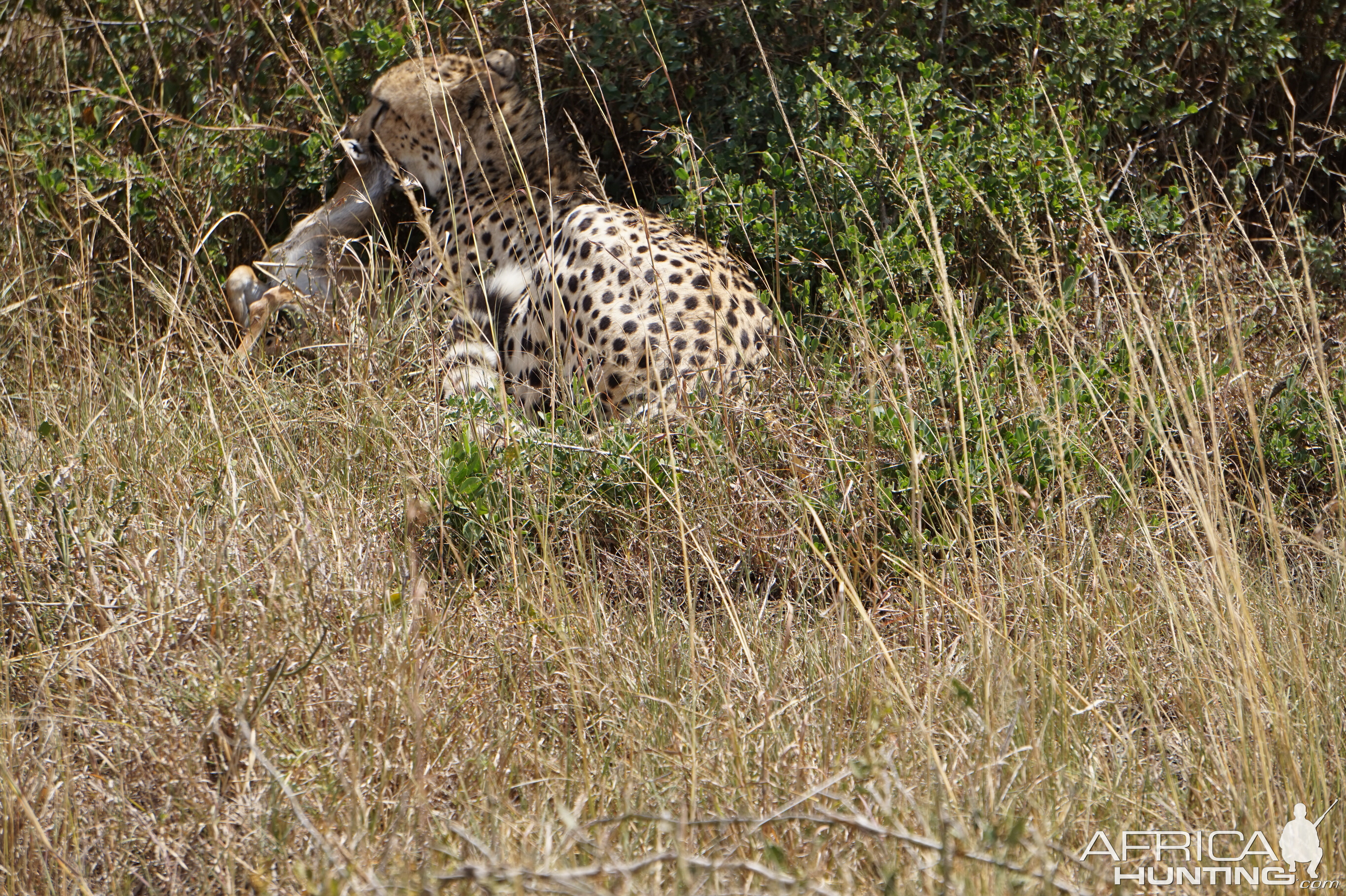 Maasai Mara Photo Safari Cheetah Kenya