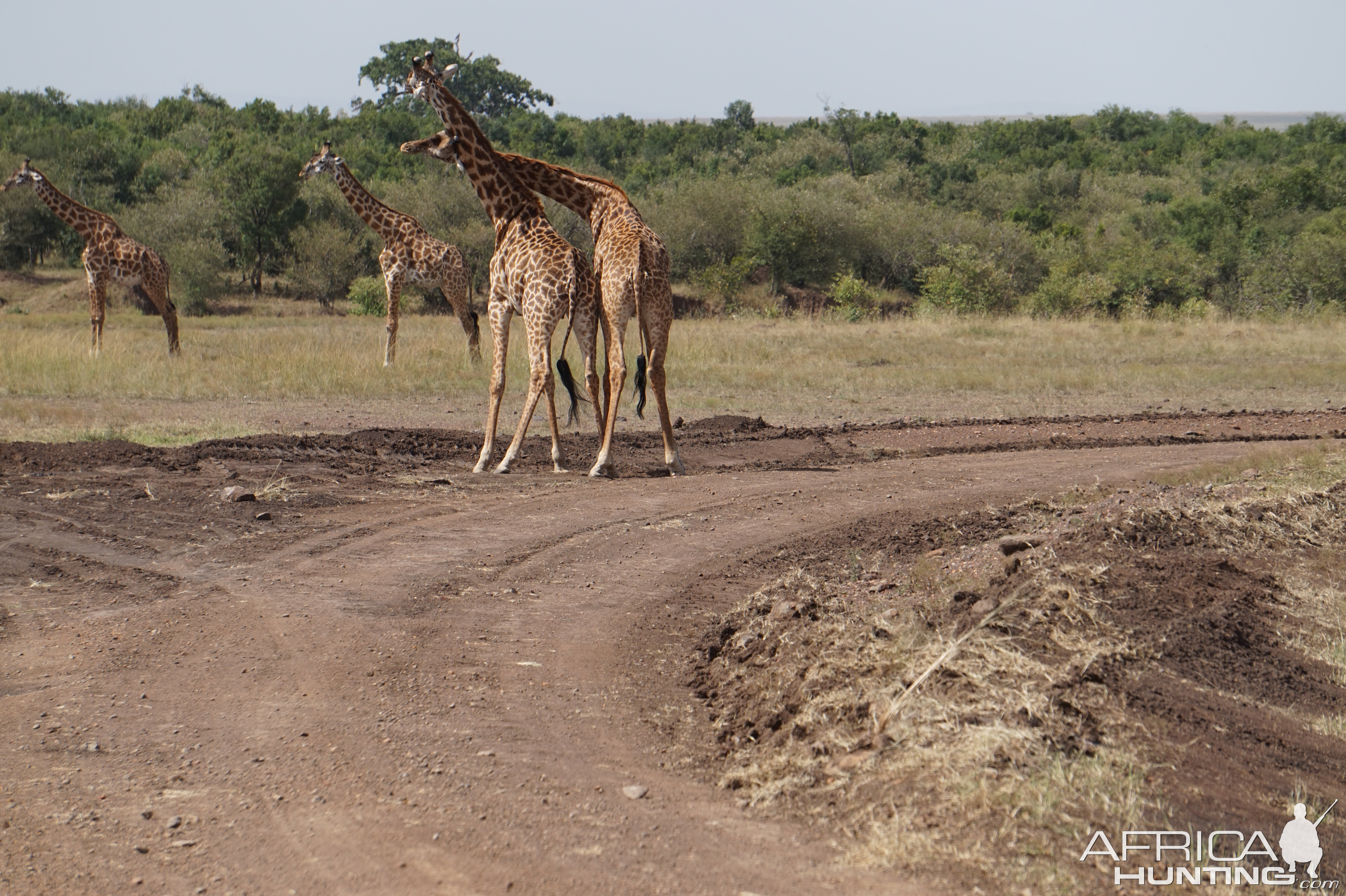 Maasai Mara Photo Safari Kenya Giraffe