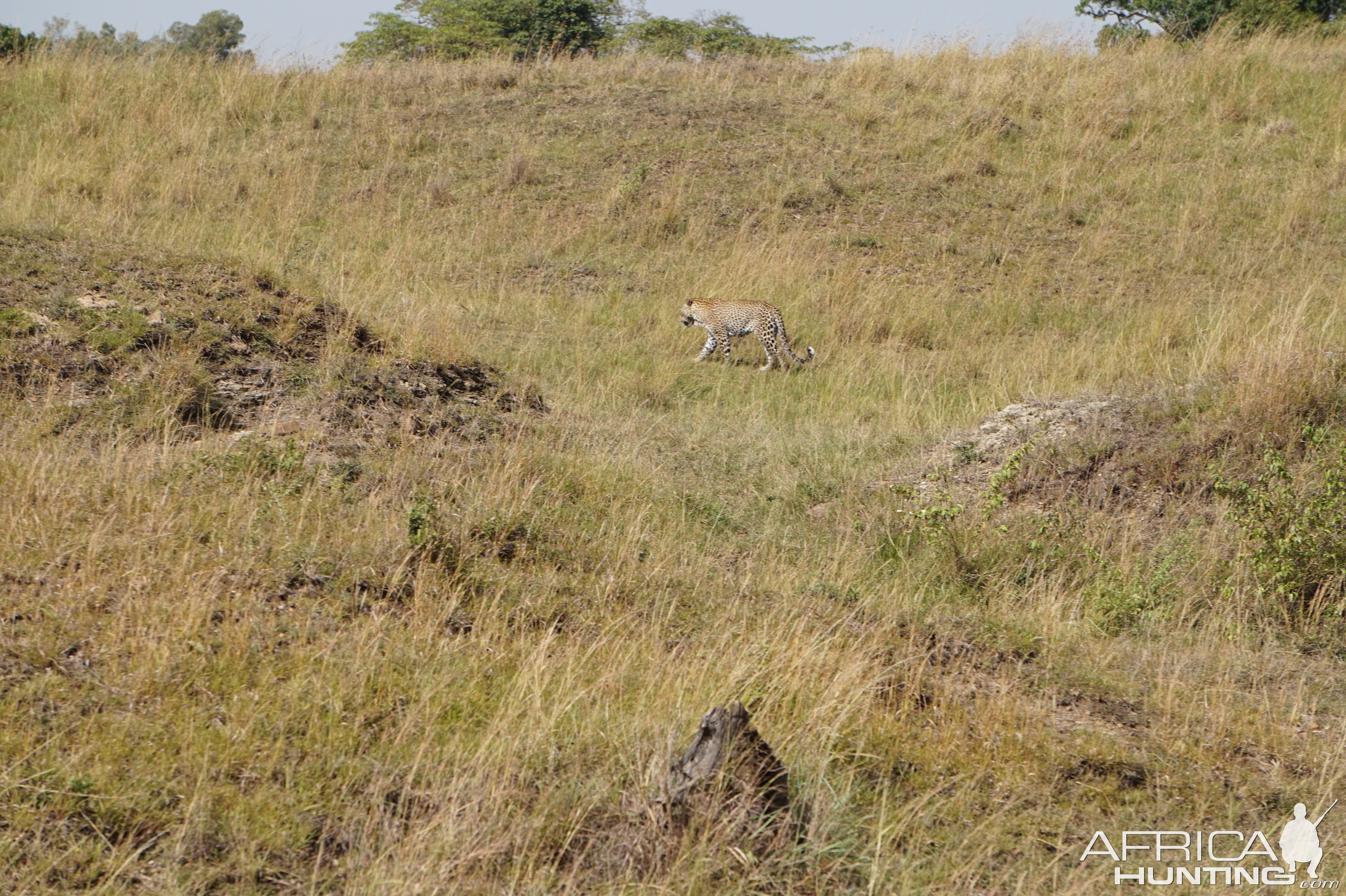 Maasai Mara Photo Safari Leopard Kenya