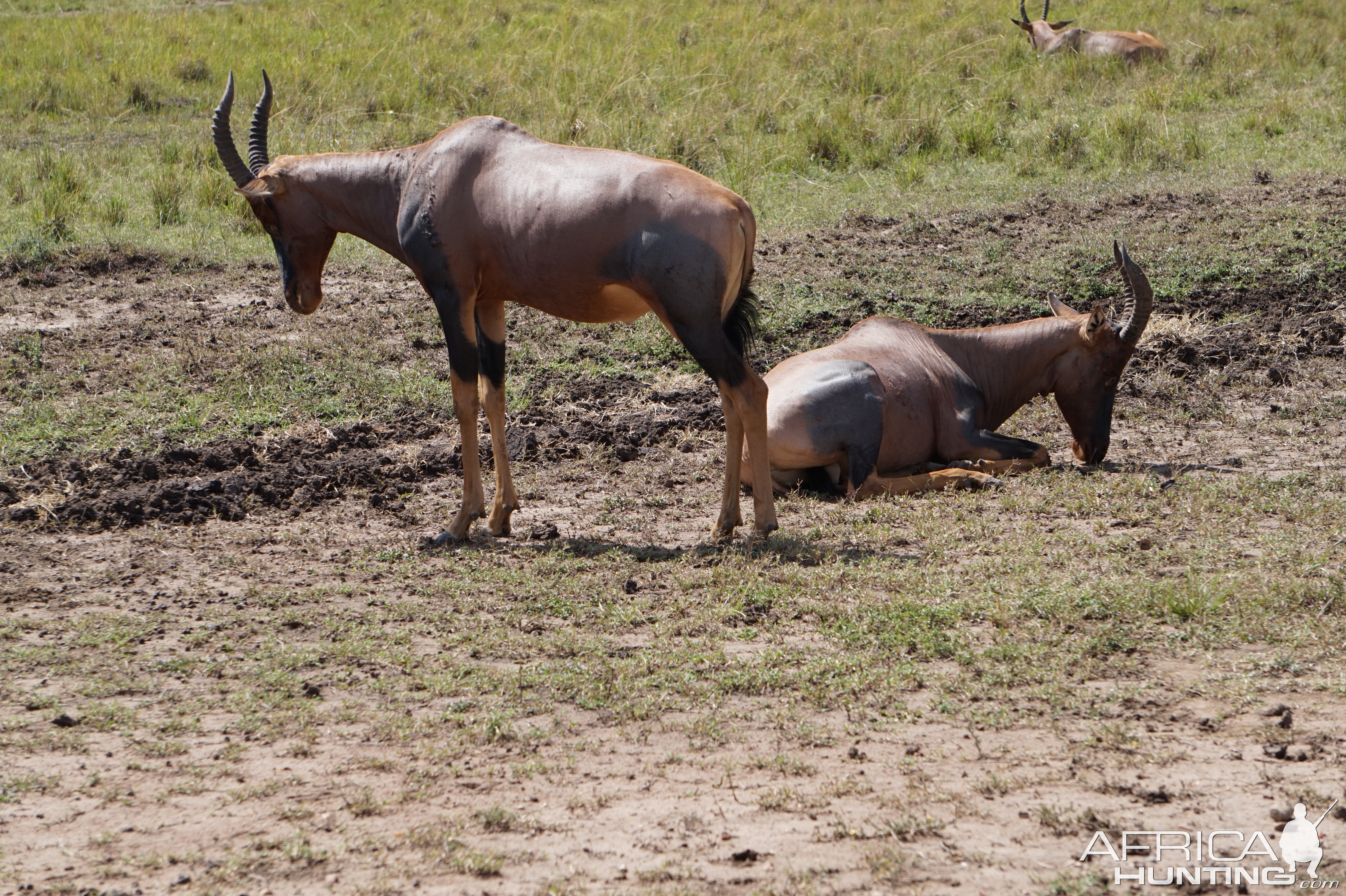 Maasai Mara Photo Safari Topi Kenya