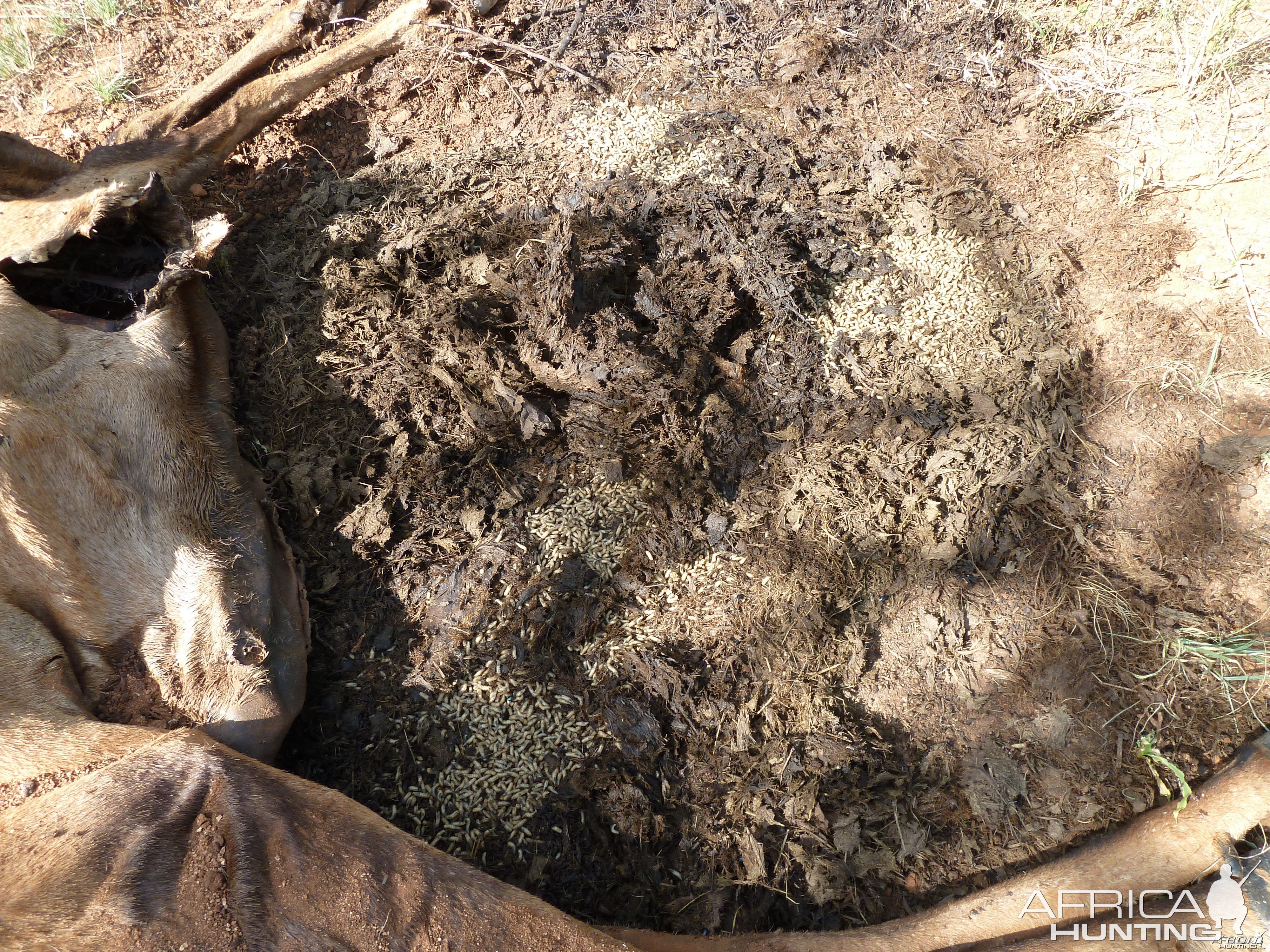 Maggots on Hartebeest Carcass