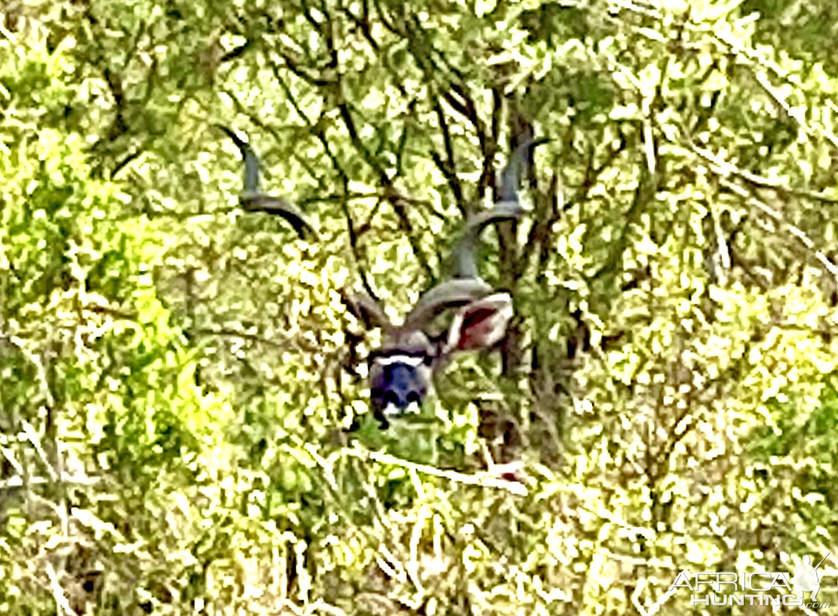 Magnificent Kudu Bull South Africa