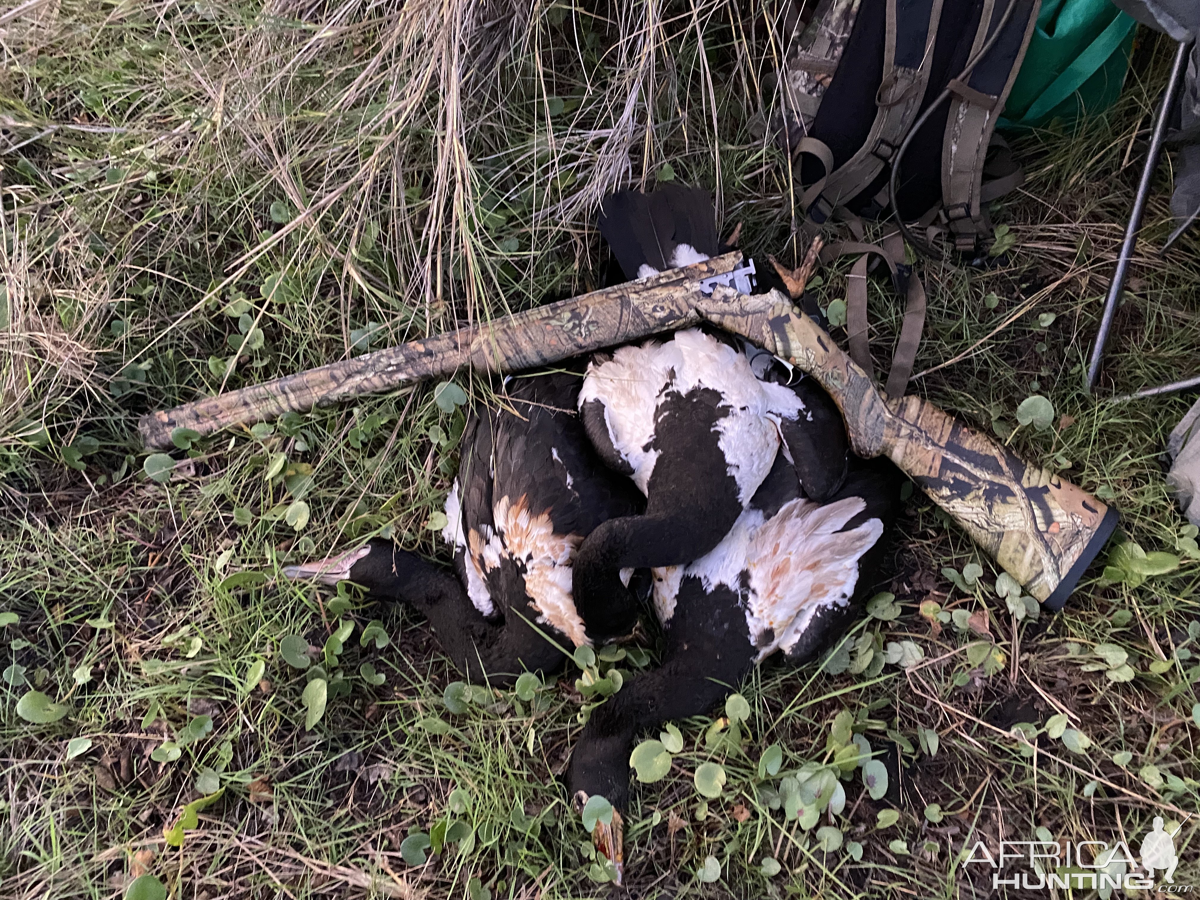 Magpie Geese Hunt Australia