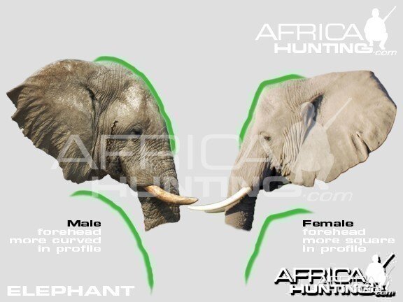 Male and Females African Elephants