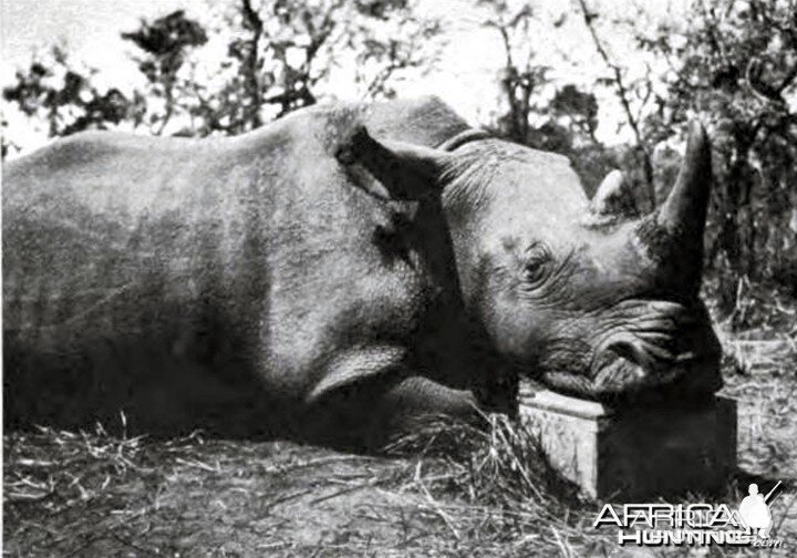 Male square-nosed rhino shot by Kermit Roosevelt