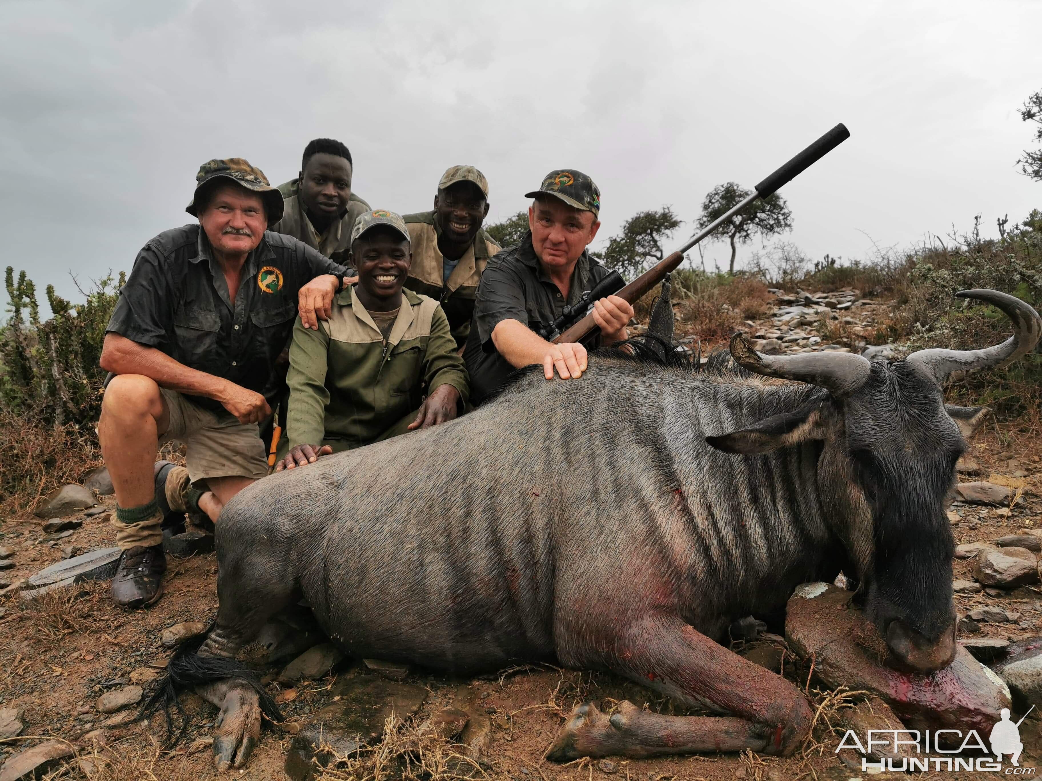 Management Hunting Blue Wildebeest in South Africa