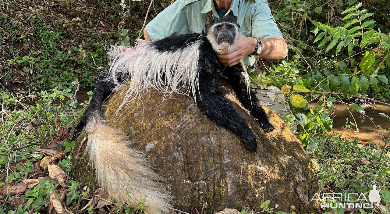 Mantled Guereza Monkey Hunt Ethiopia