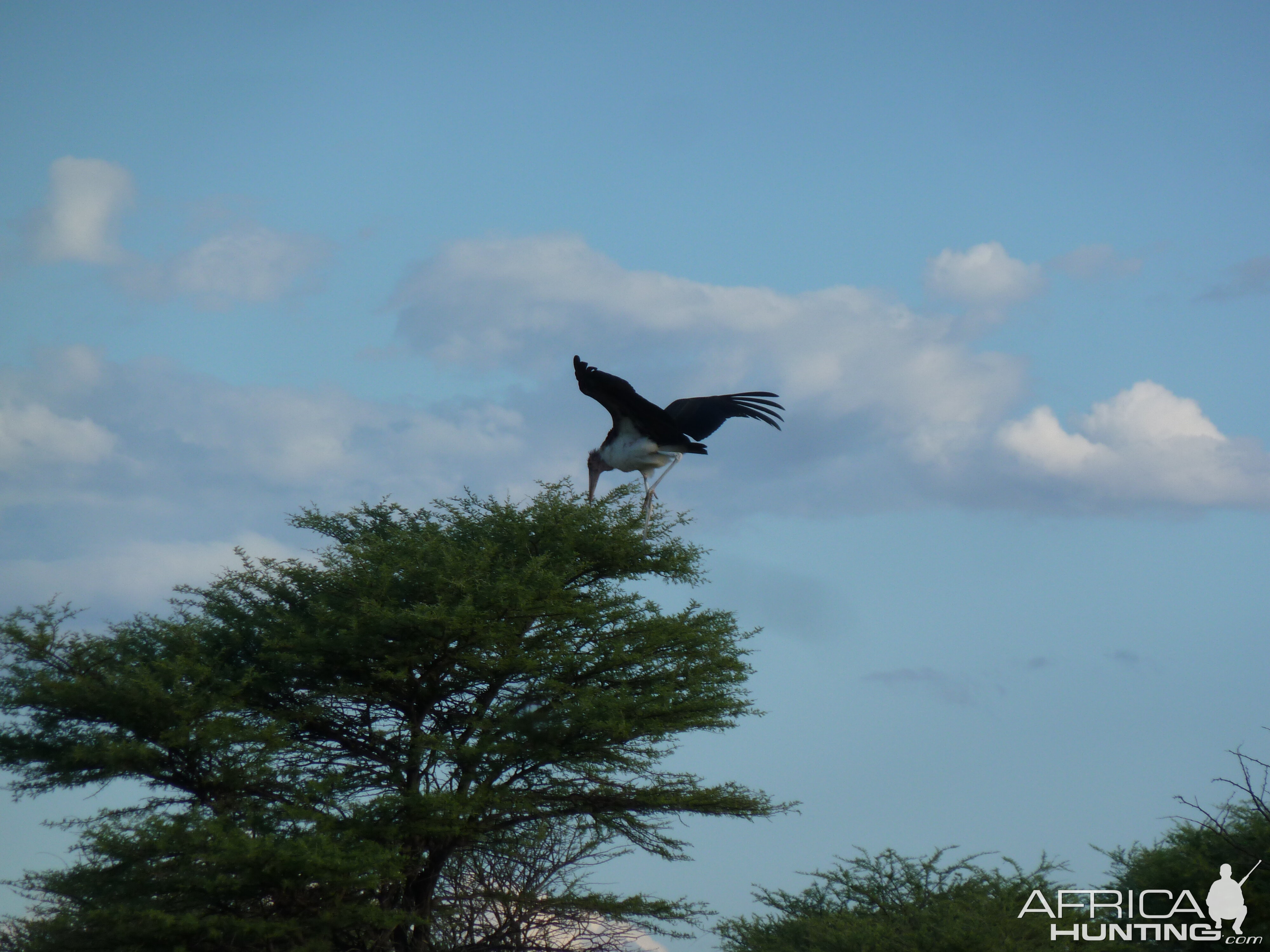 Marabou Namibia