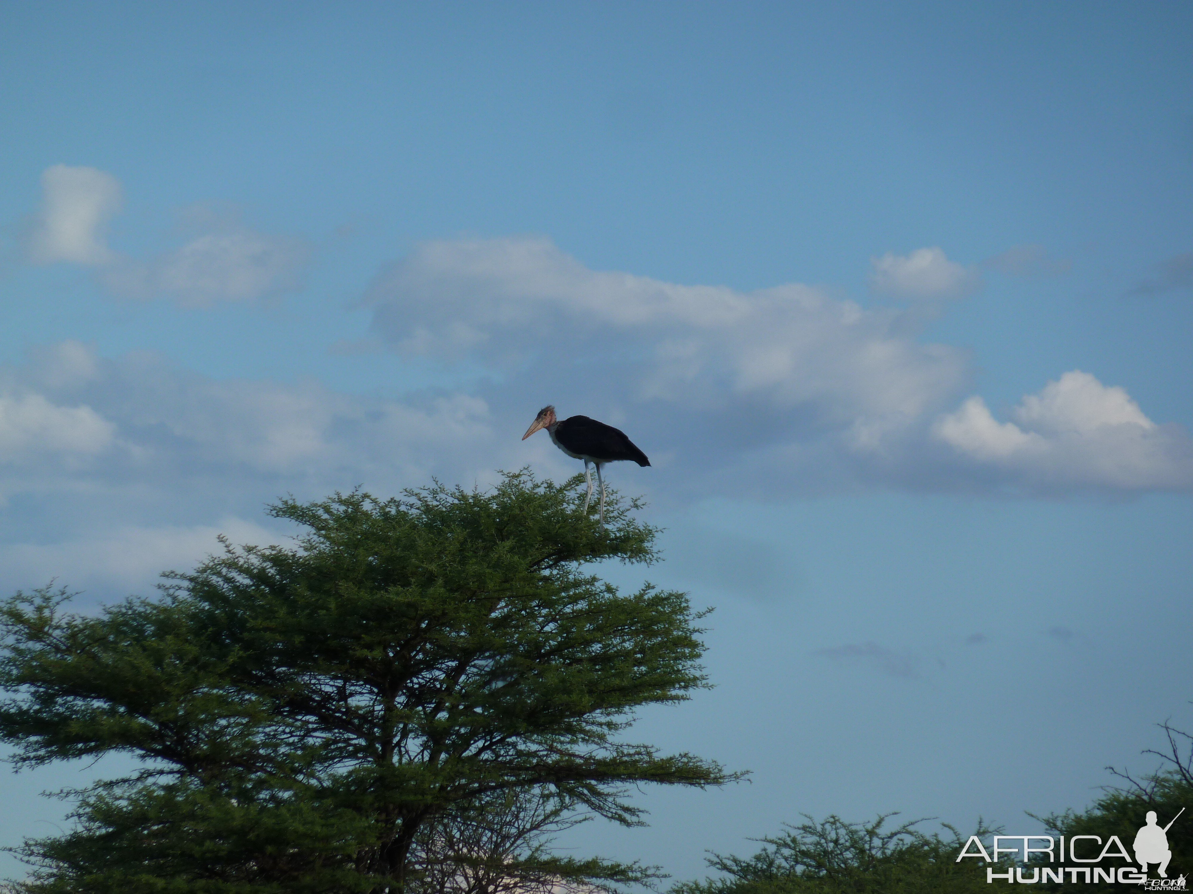 Marabou Namibia