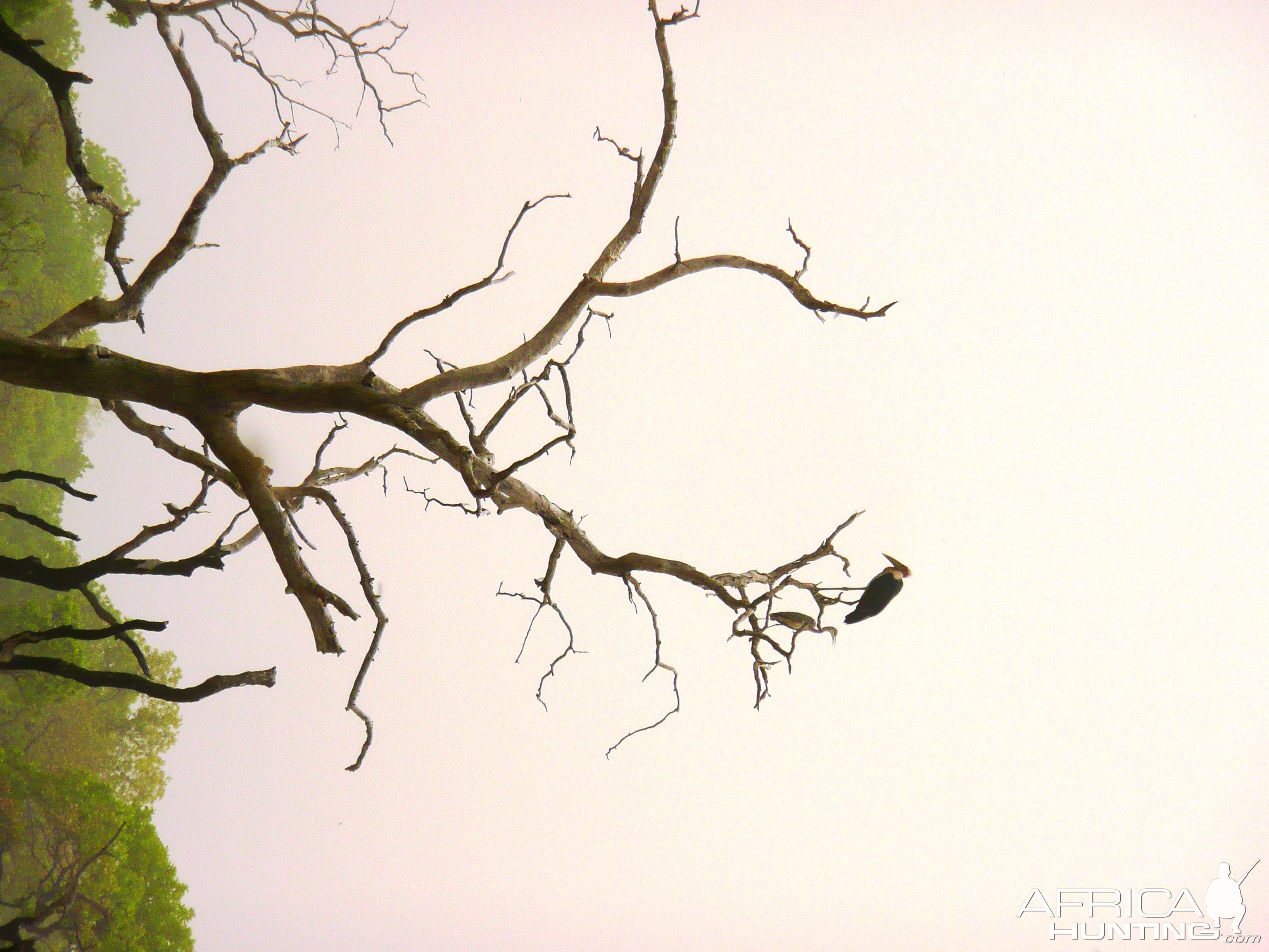 Marabou Stork in CAR