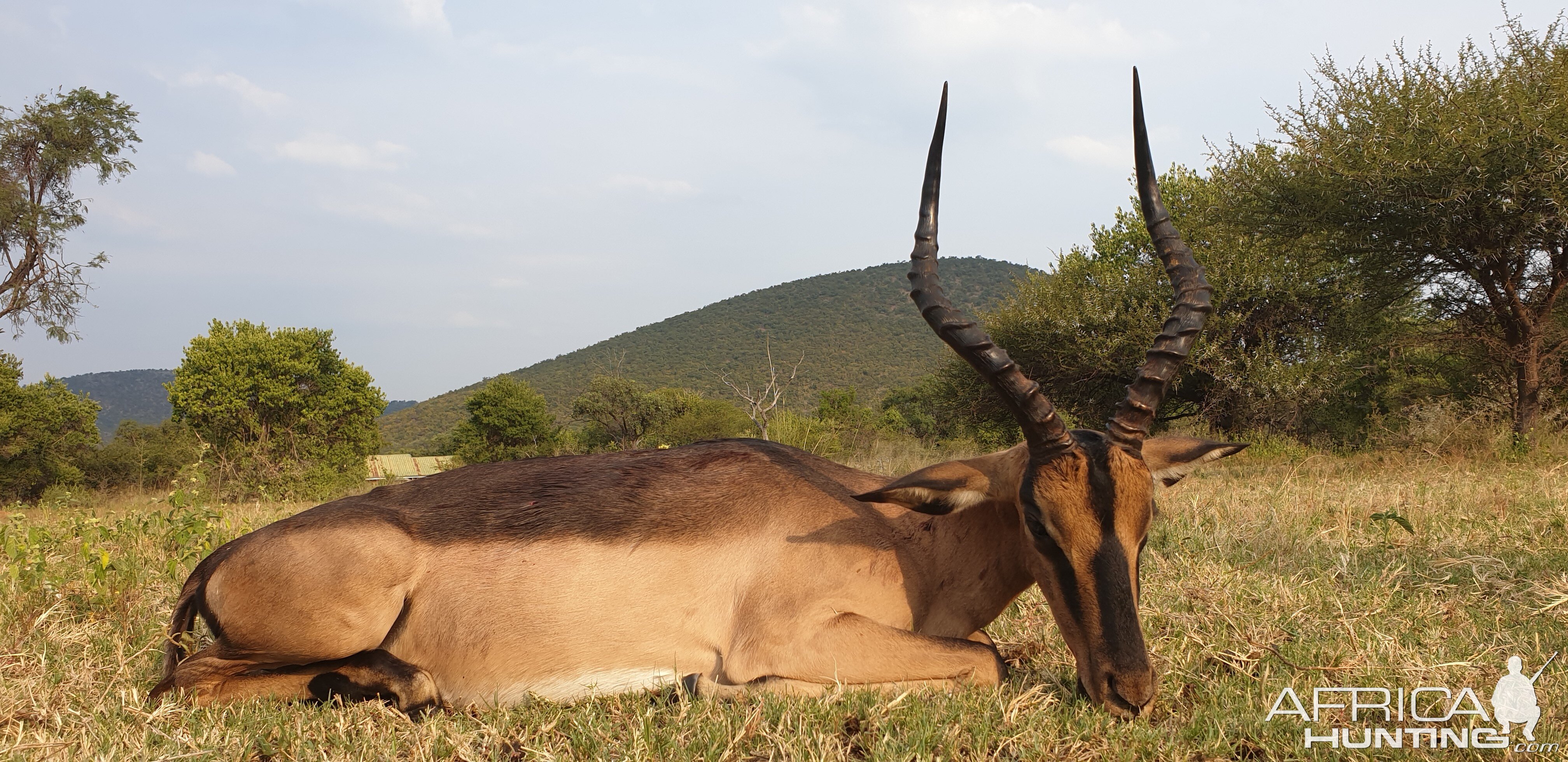 Marbled Impala