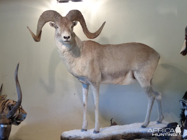 Marco Polo Full Mount Taxidermy