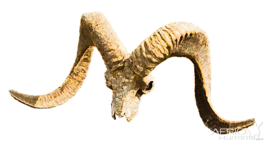 Marco Polo Sheep Skull