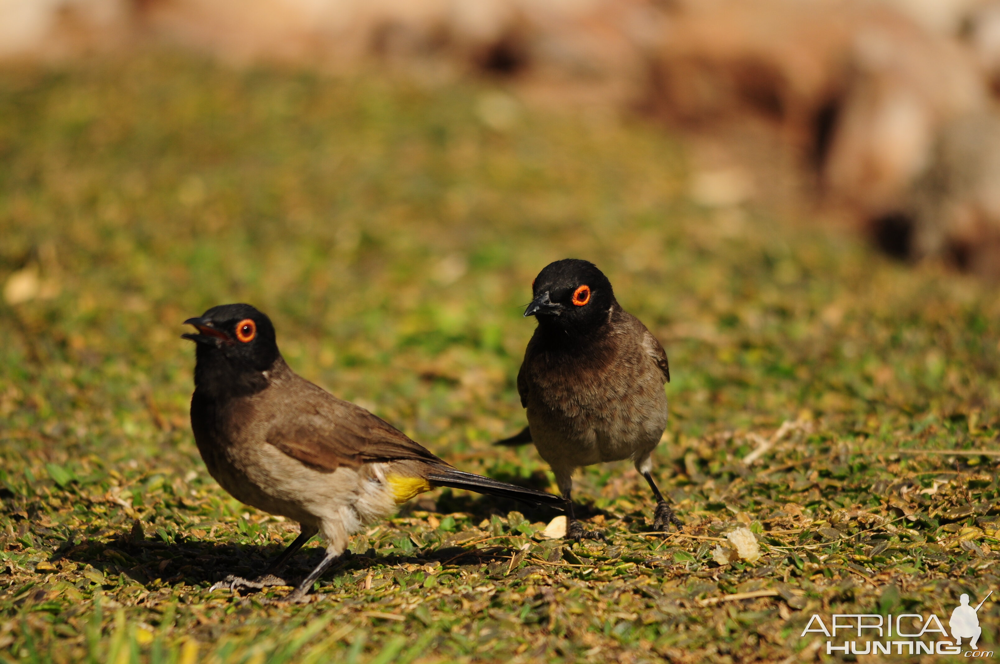 Maskedweaver Namibia