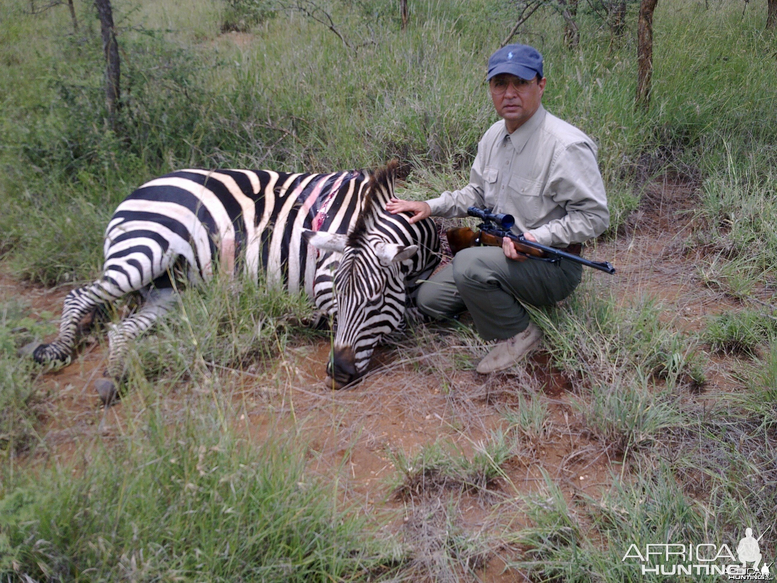 Mature Zebra