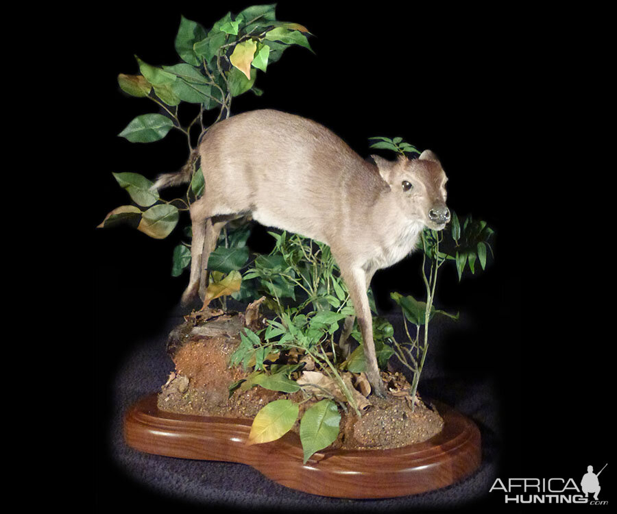 Maxwell Duiker Full Mount Taxidermy