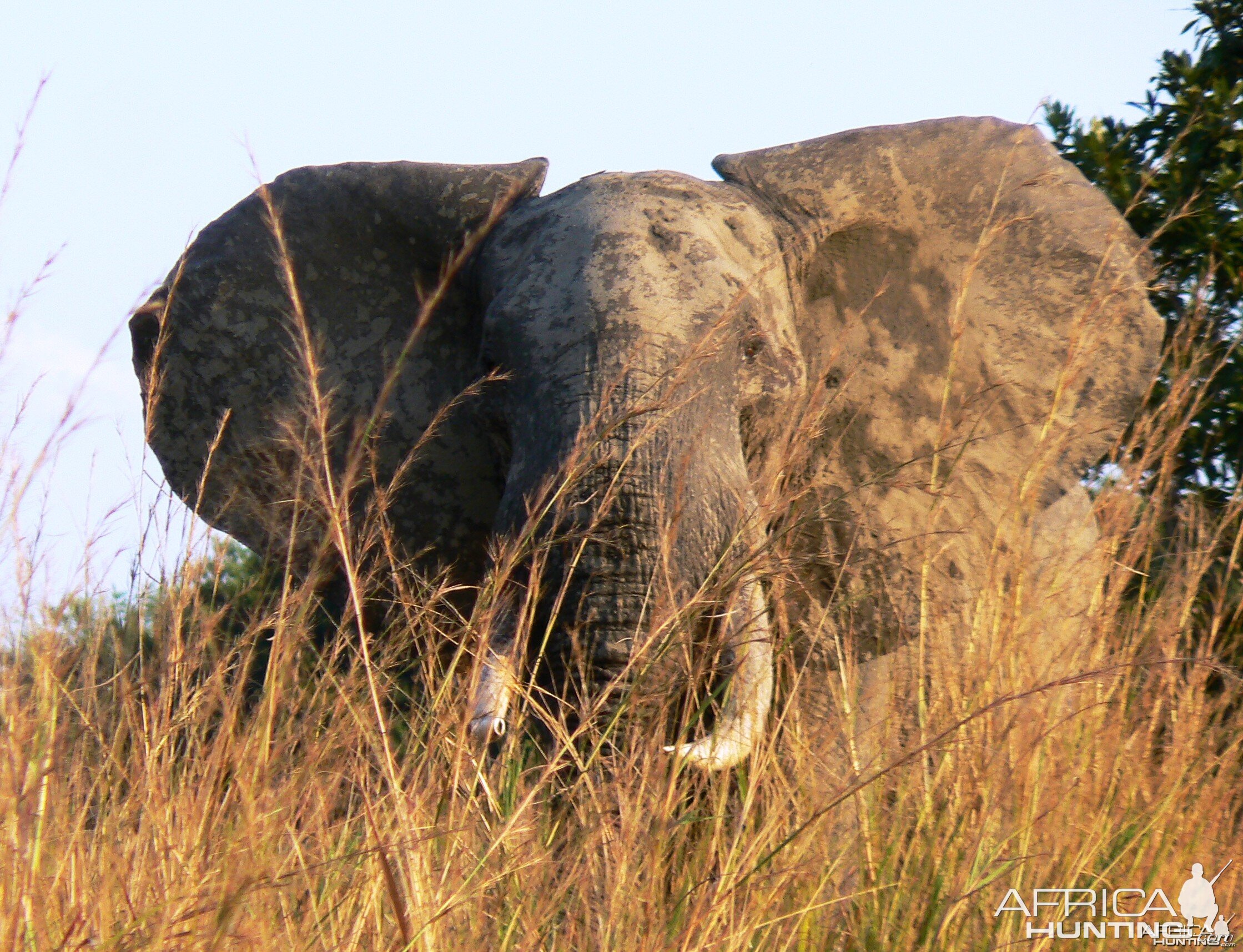 Maybe good... Elephant in Tanzania