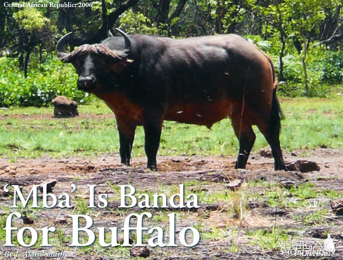 'Mba' Is Banda for Buffalo by J. Alain Smith