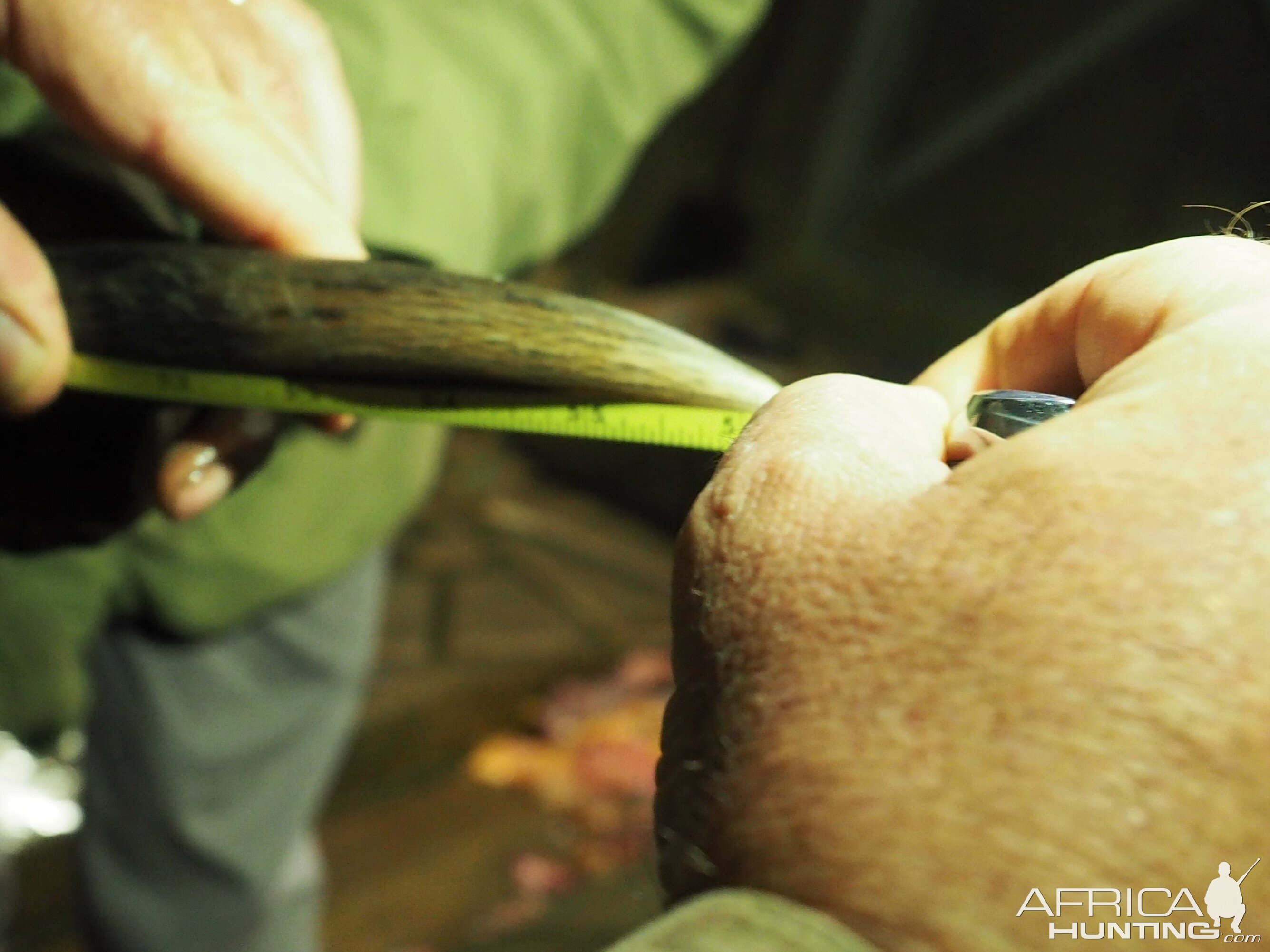 Measuring Kudu Horn