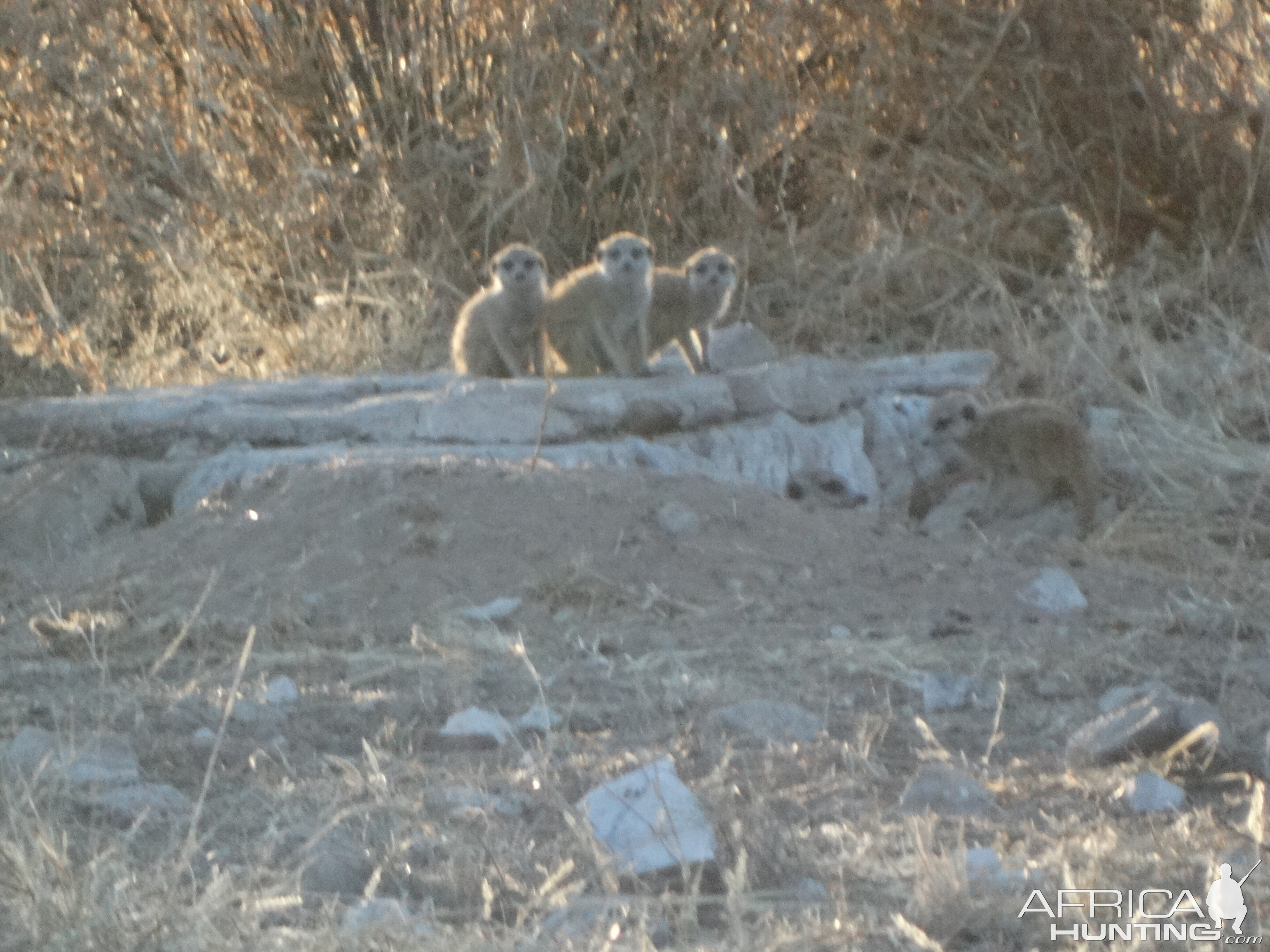 meerkats