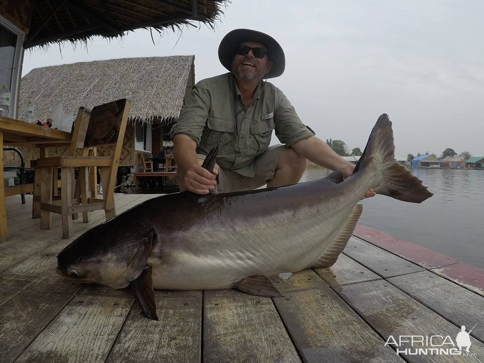 Mekong catfish