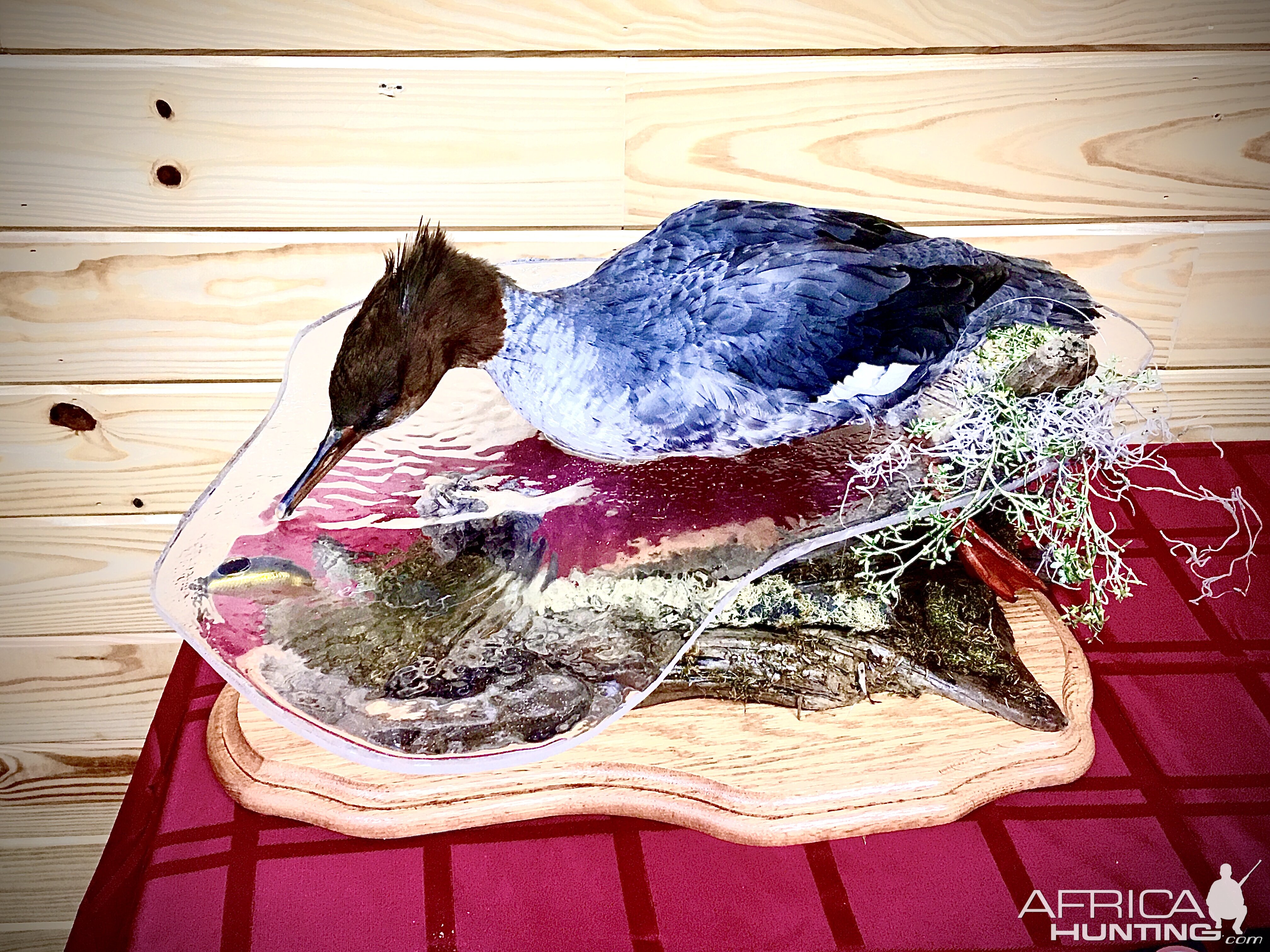 Merganser Full Mount Taxidermy