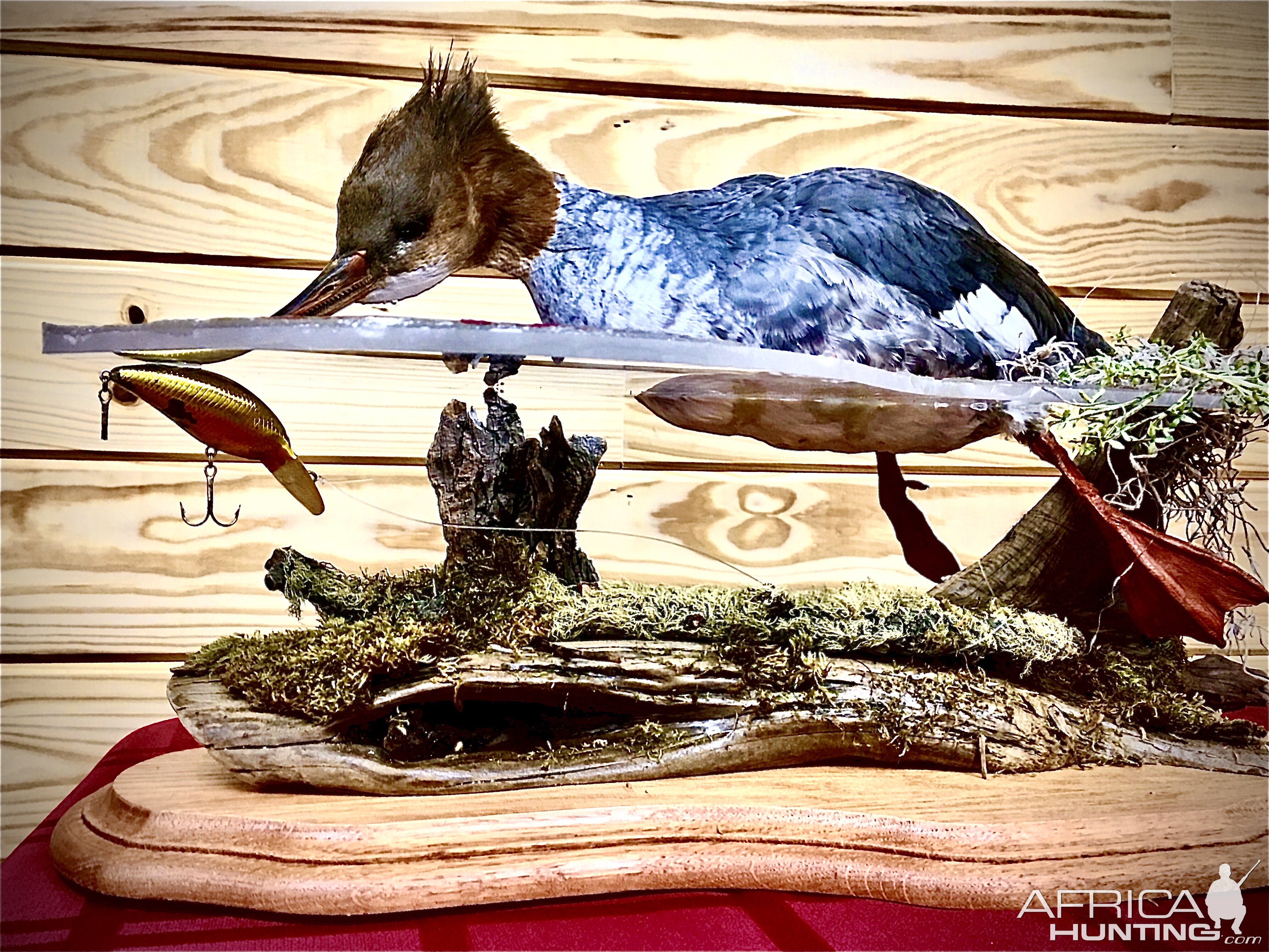 Merganser Full Mount Taxidermy