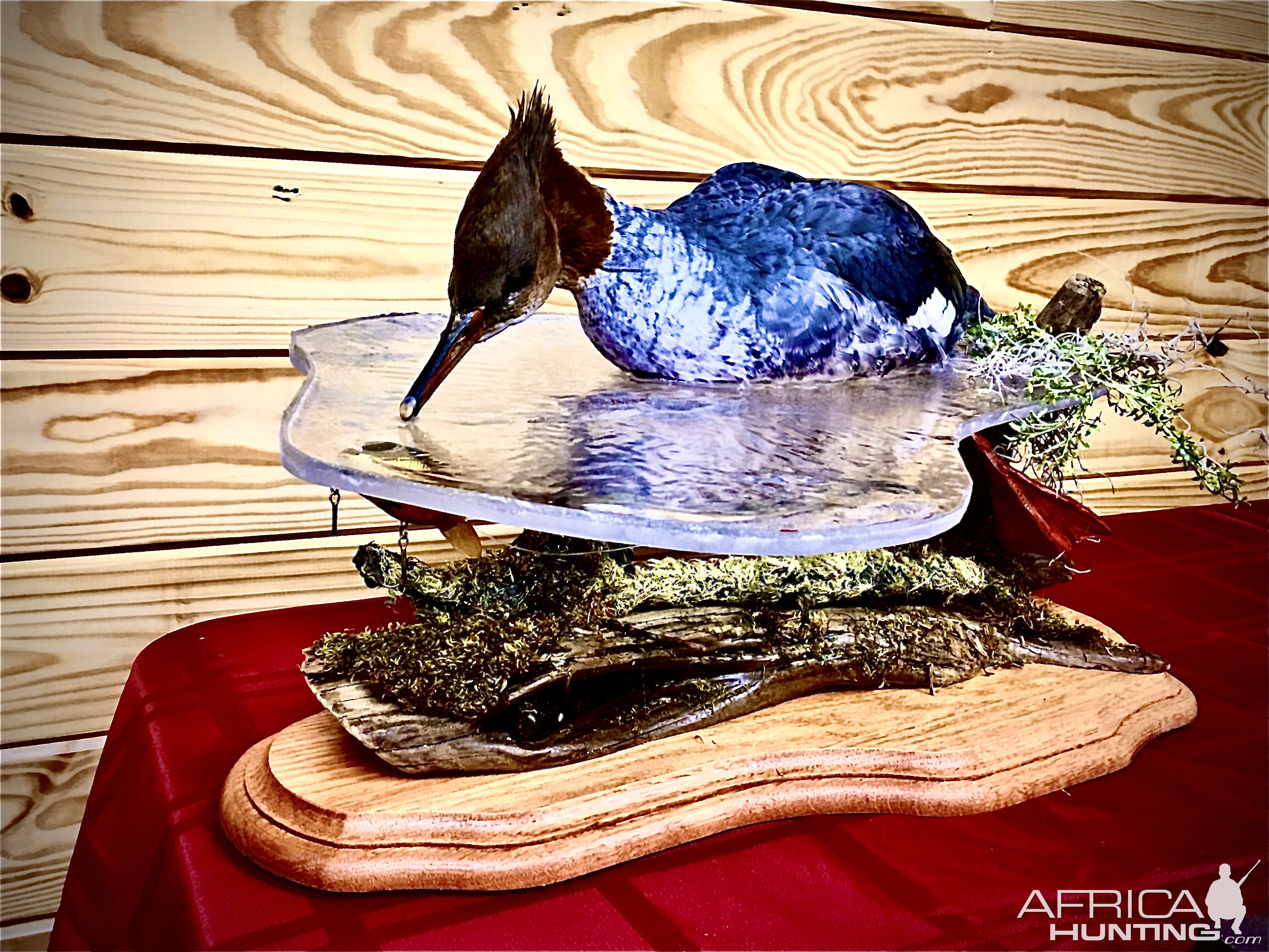 Merganser Full Mount Taxidermy