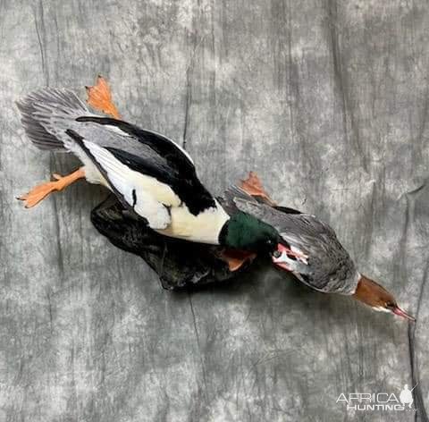 Merganser Full Mount Taxidermy