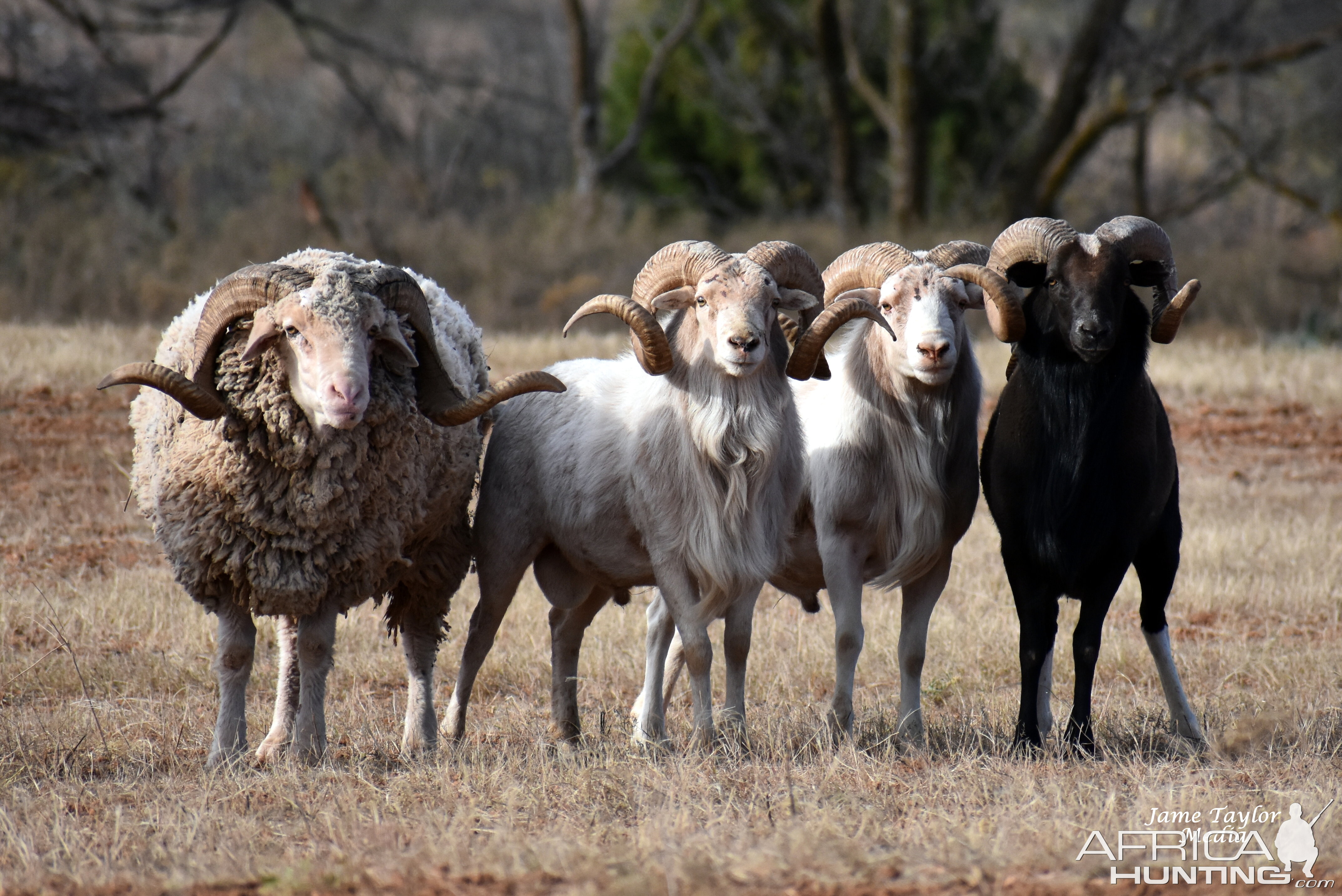 Merino, Texas Dall & Corsican Sheep in Texas USA