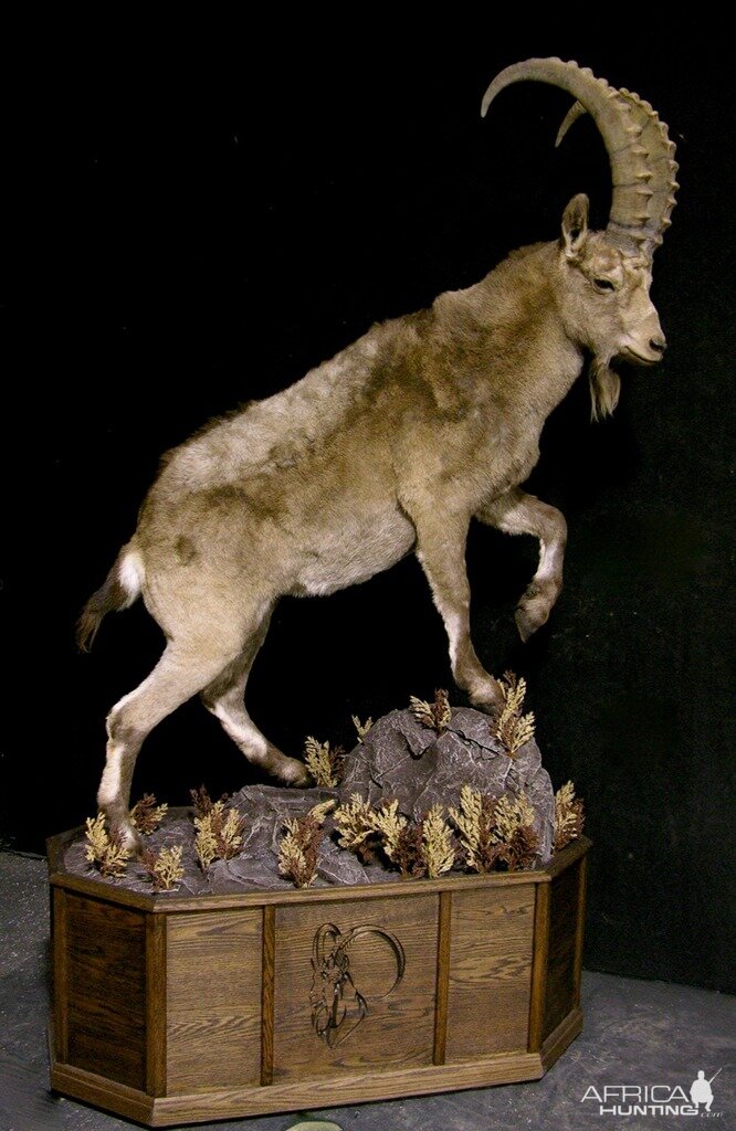 Mid Asian Ibex Full Mount Custom made Amish Base Taxidermy