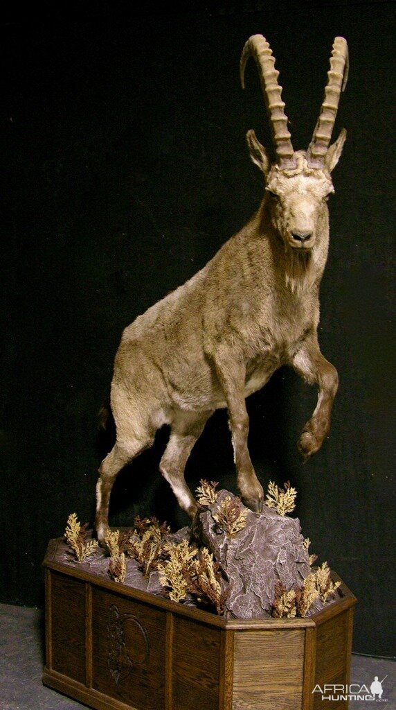 Mid Asian Ibex Full Mount Custom made Amish Base Taxidermy