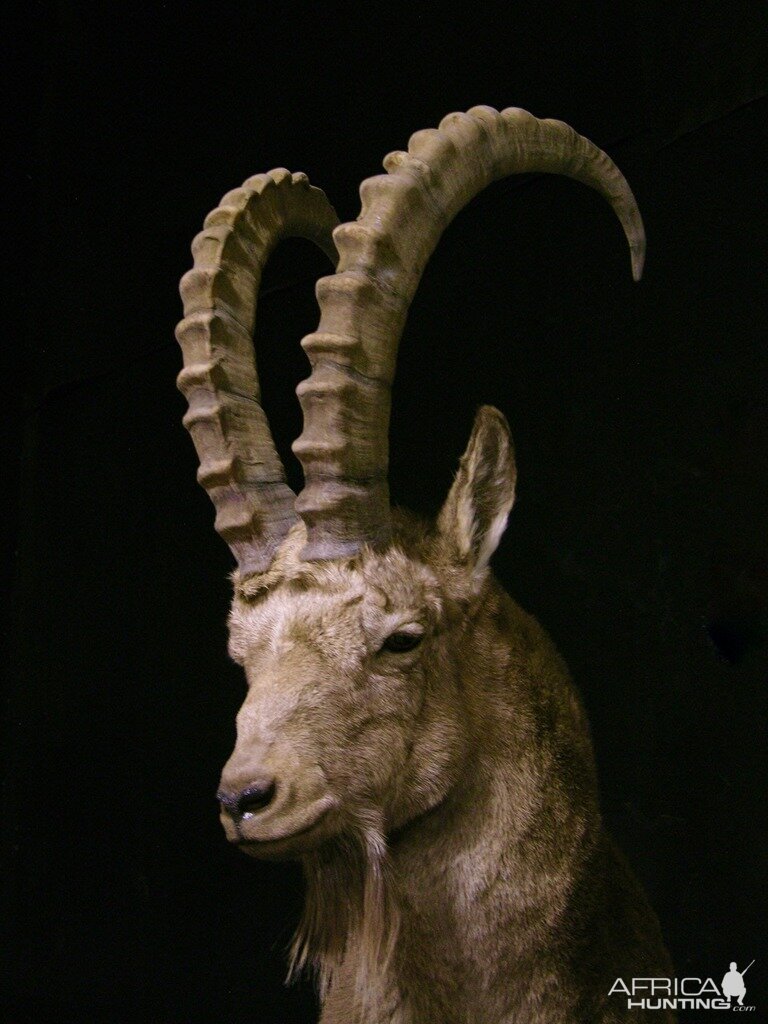 Mid Asian Ibex Full Mount Custom made Amish Base Taxidermy