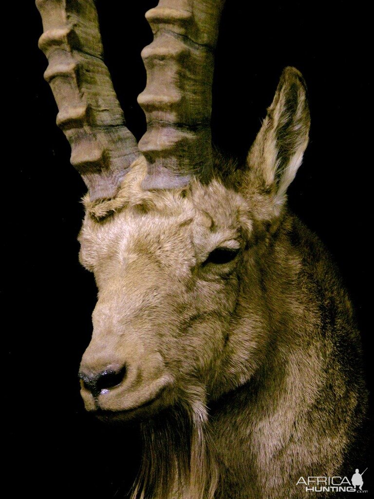 Mid Asian Ibex Full Mount Custom made Amish Base Taxidermy