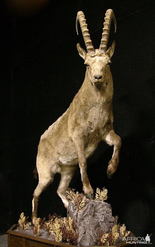 Mid Asian Ibex Full Mount Custom made Amish Base Taxidermy