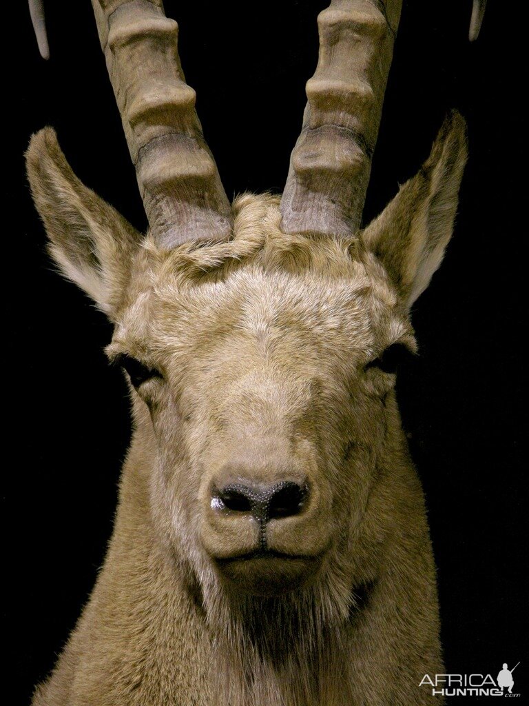 Mid Asian Ibex Full Mount Custom made Amish Base Taxidermy