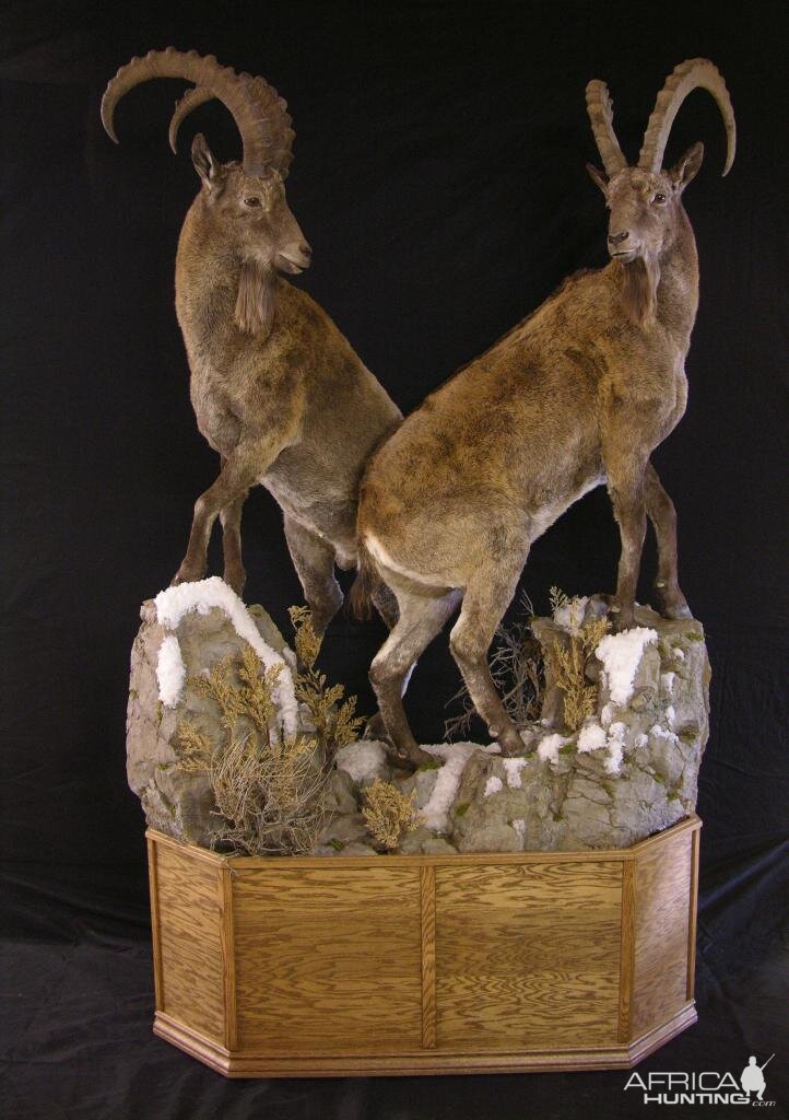 Mid Asian Ibex Kyrgyzstan Taxidermy Full Mount