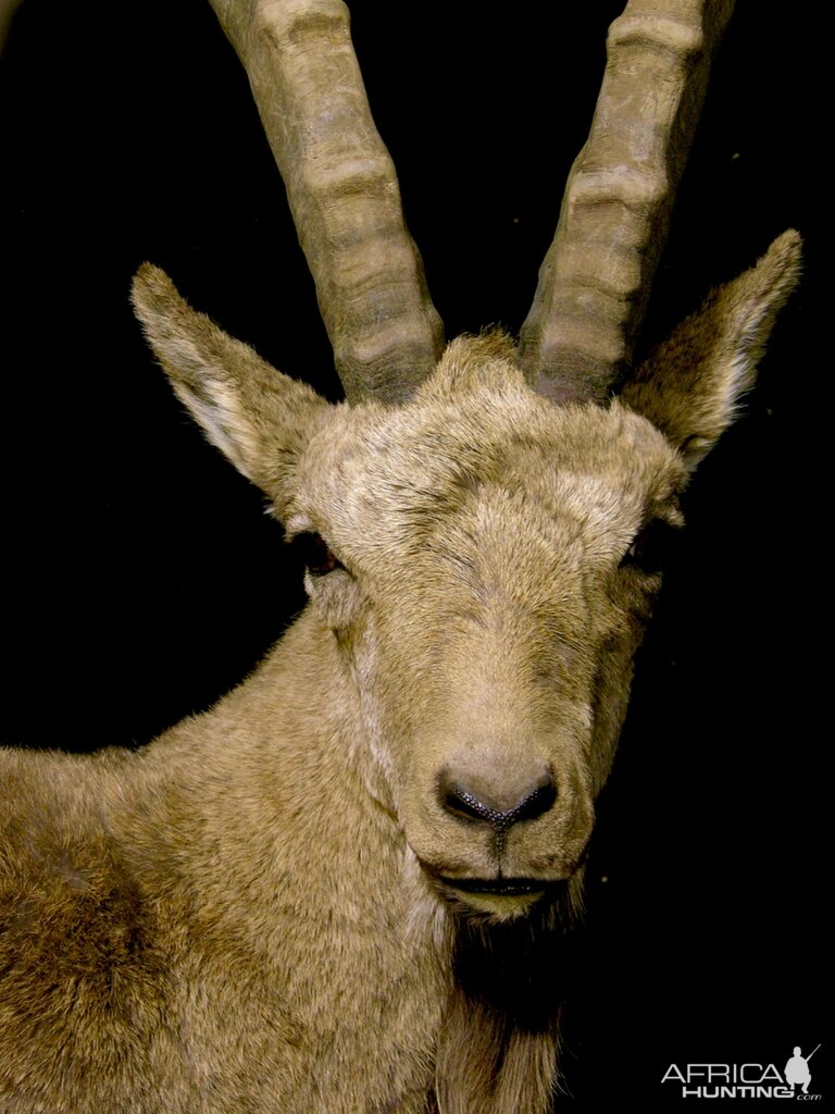 Mid-Asian Ibex Pedestal Mount Taxidermy