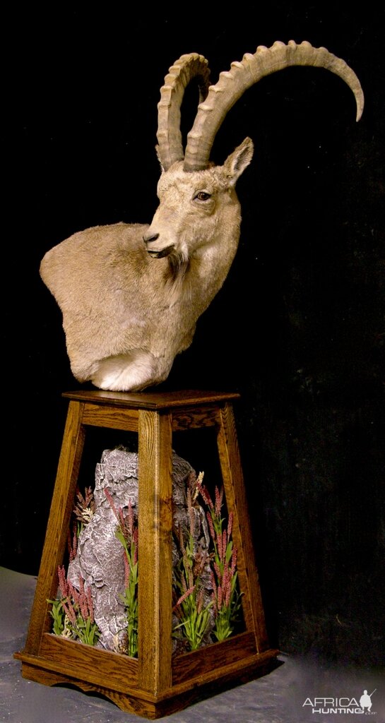 Mid-Asian Ibex Pedestal Mount Taxidermy