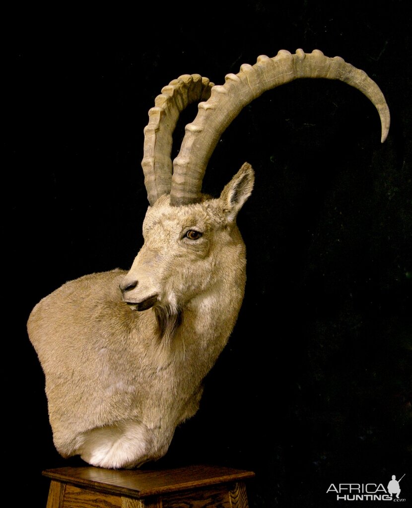 Mid-Asian Ibex Pedestal Mount Taxidermy