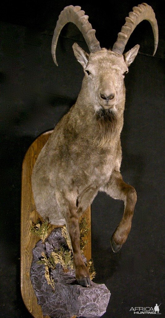 Mid Asian Ibex Taxidermy Mount