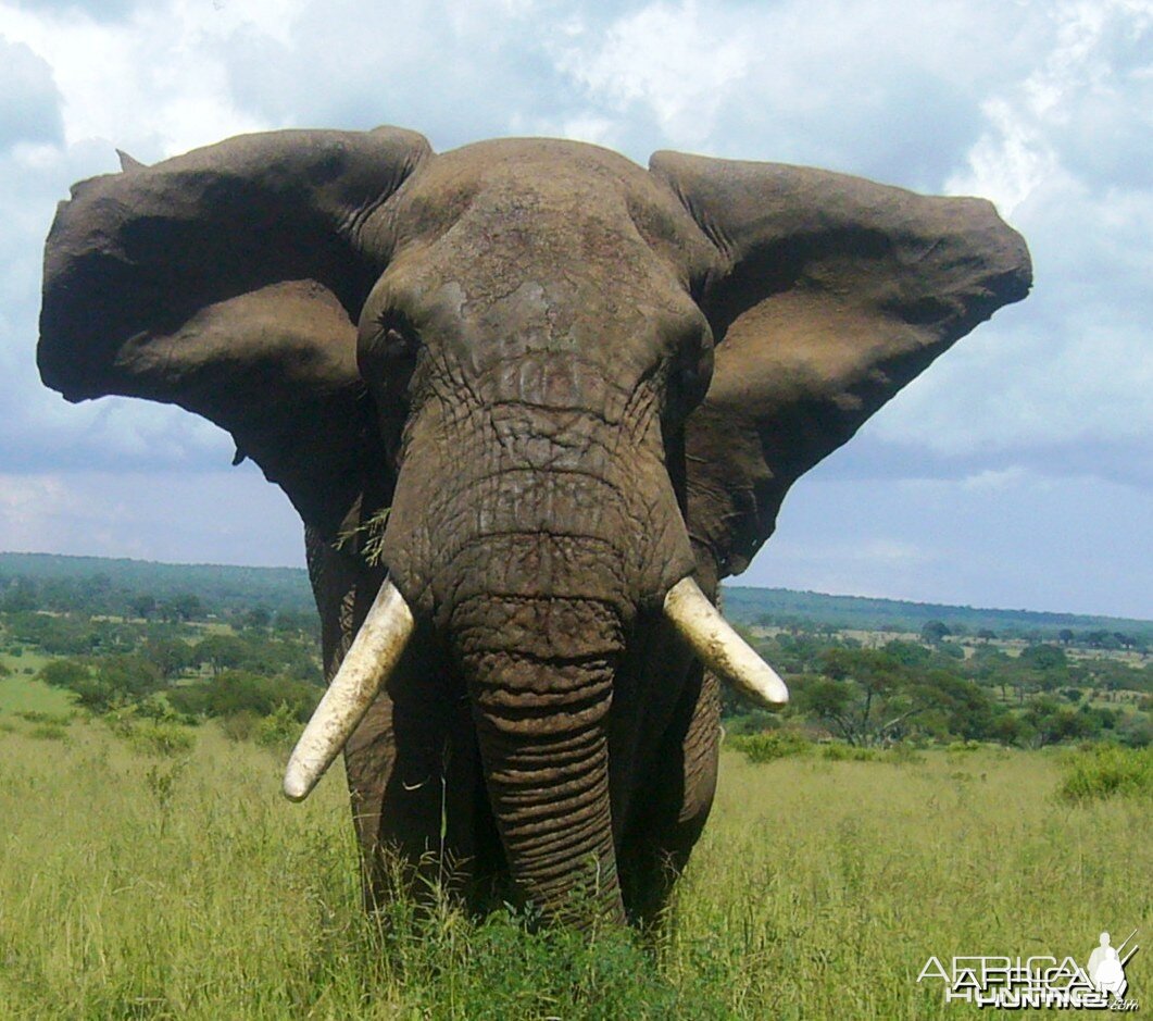 Mock charge... Elephant in Tanzania