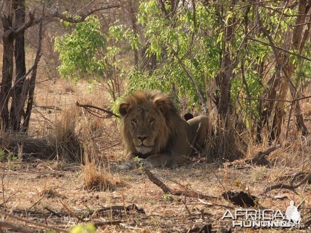 mock-charge-africahunting